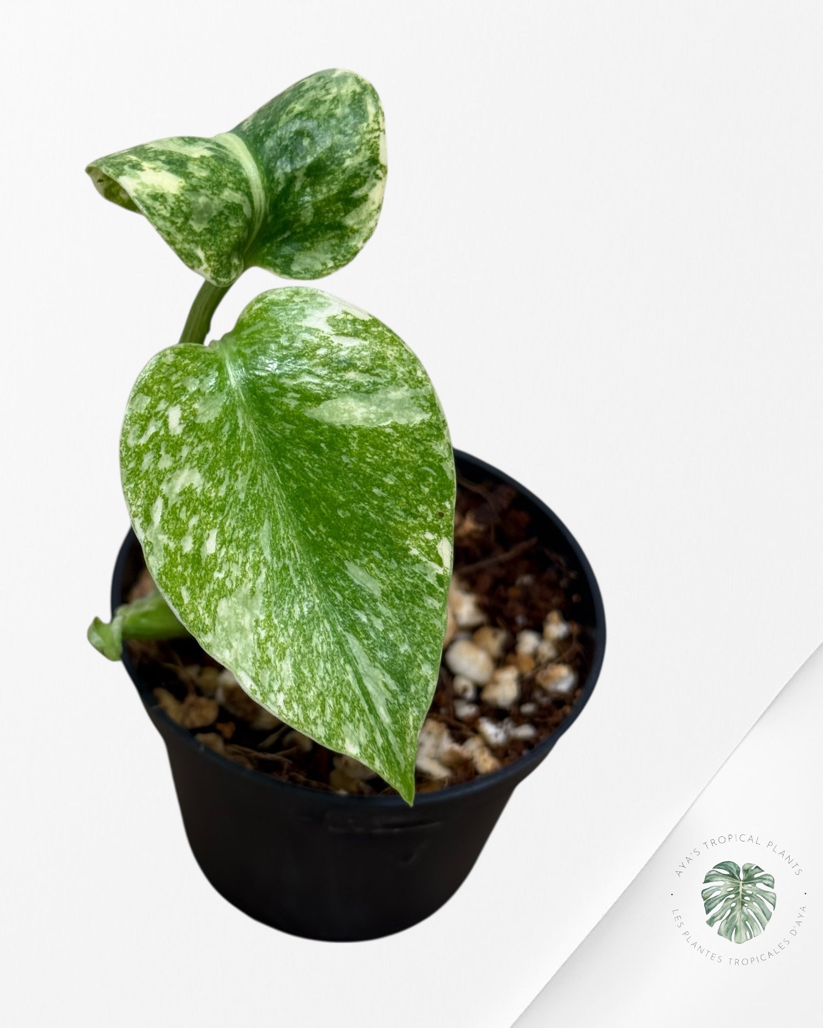 Monstera Green Snow - 1
