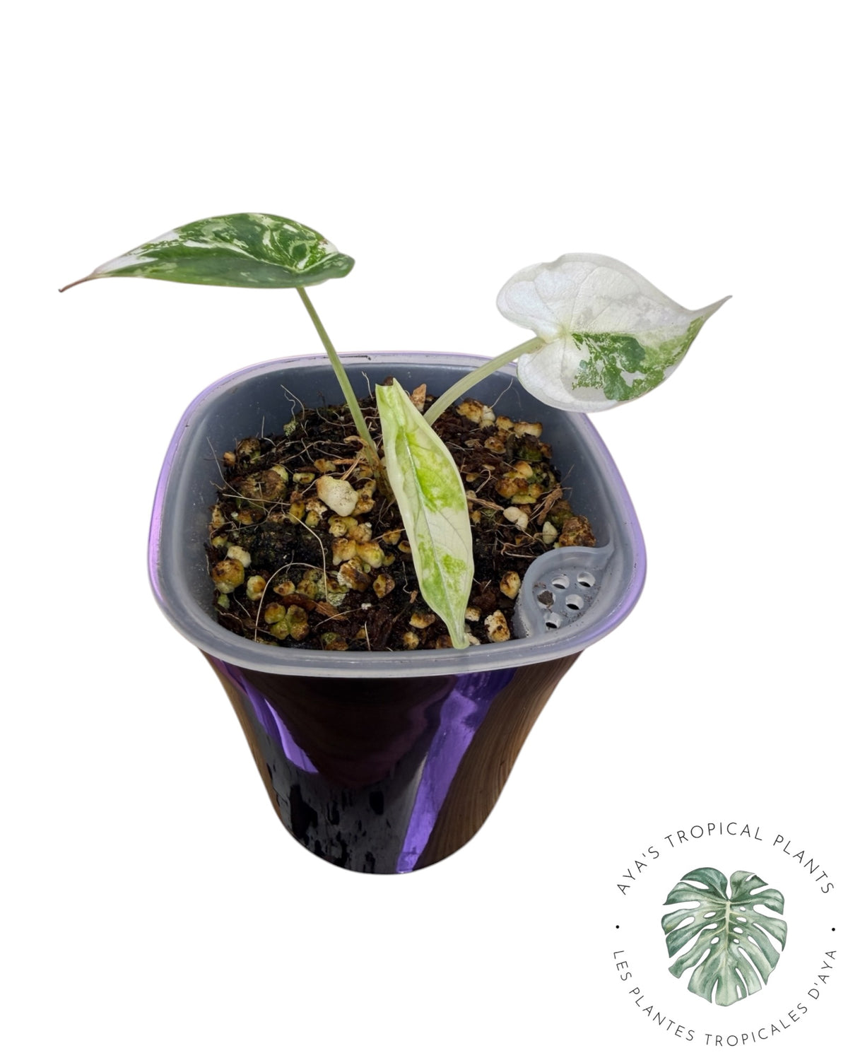 Alocasia Dragon Scale Albo