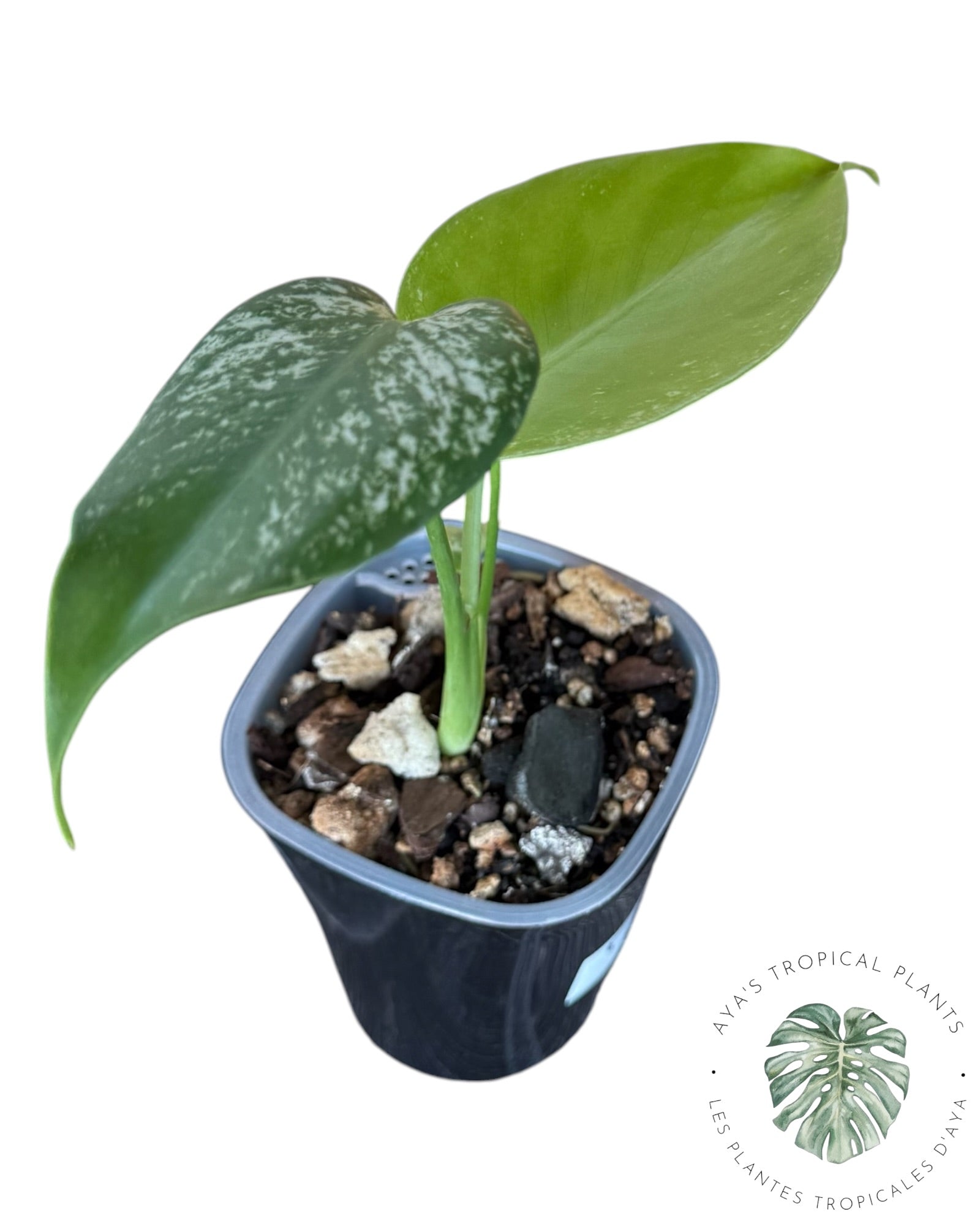 Monstera Deliciosa 'Devil Monster'
