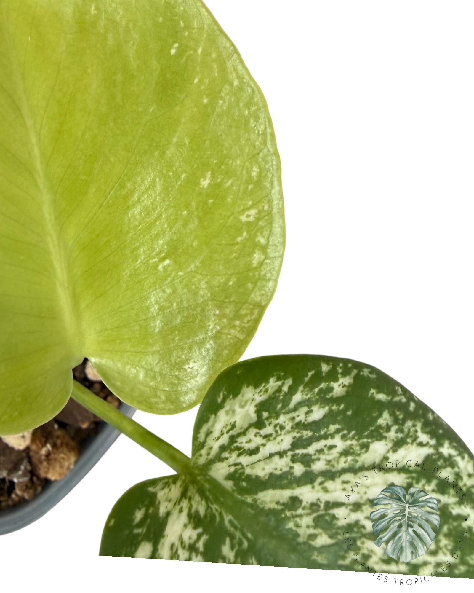 Monstera Deliciosa 'Devil Monster'