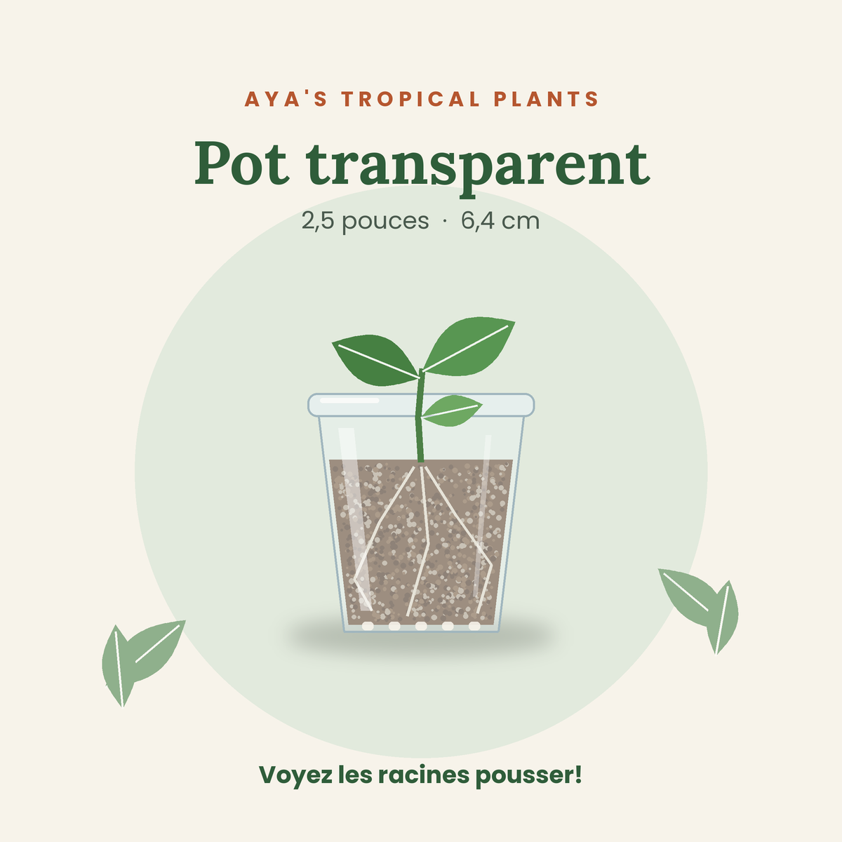 Pot transparent