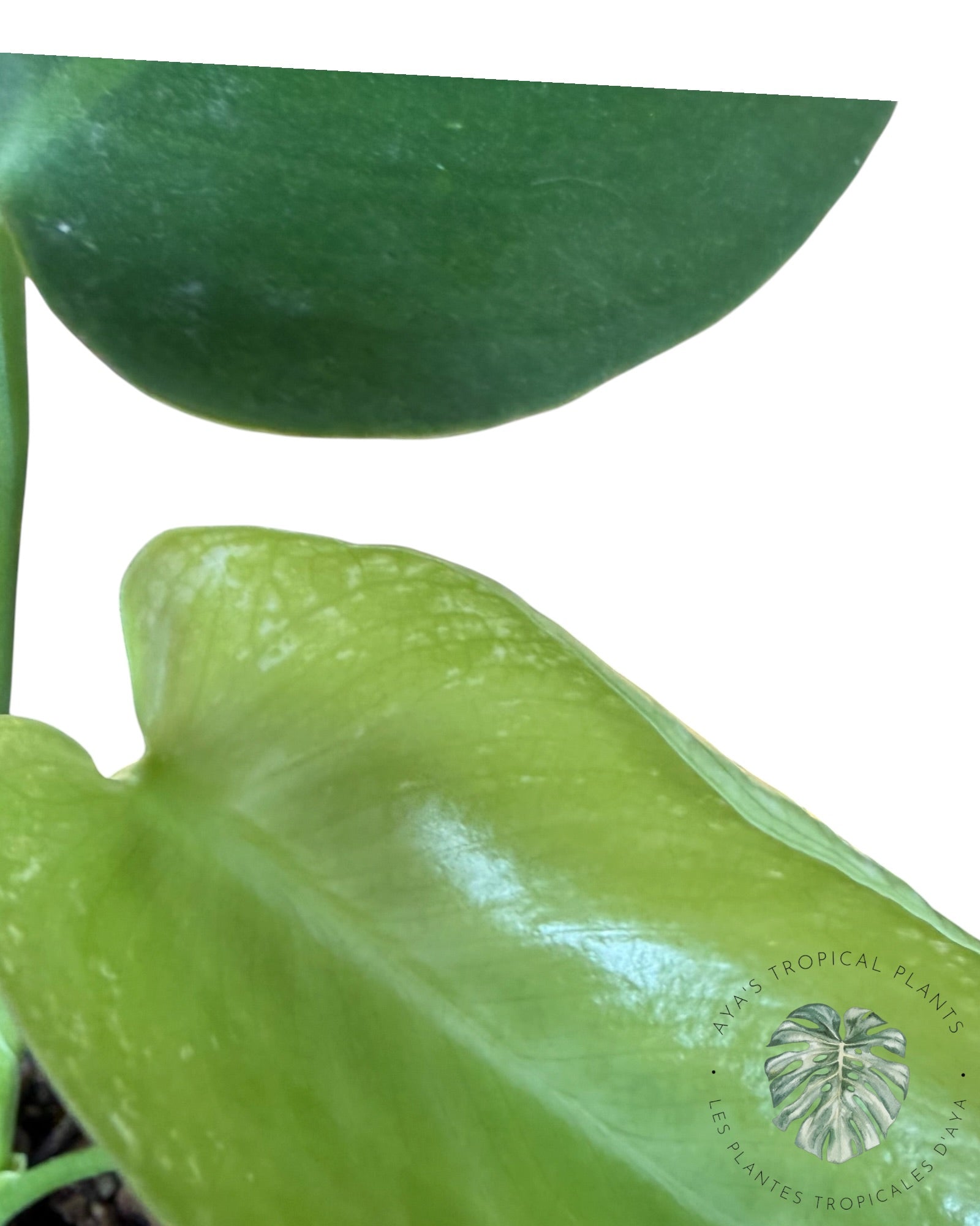 Monstera Deliciosa 'Devil Monster'