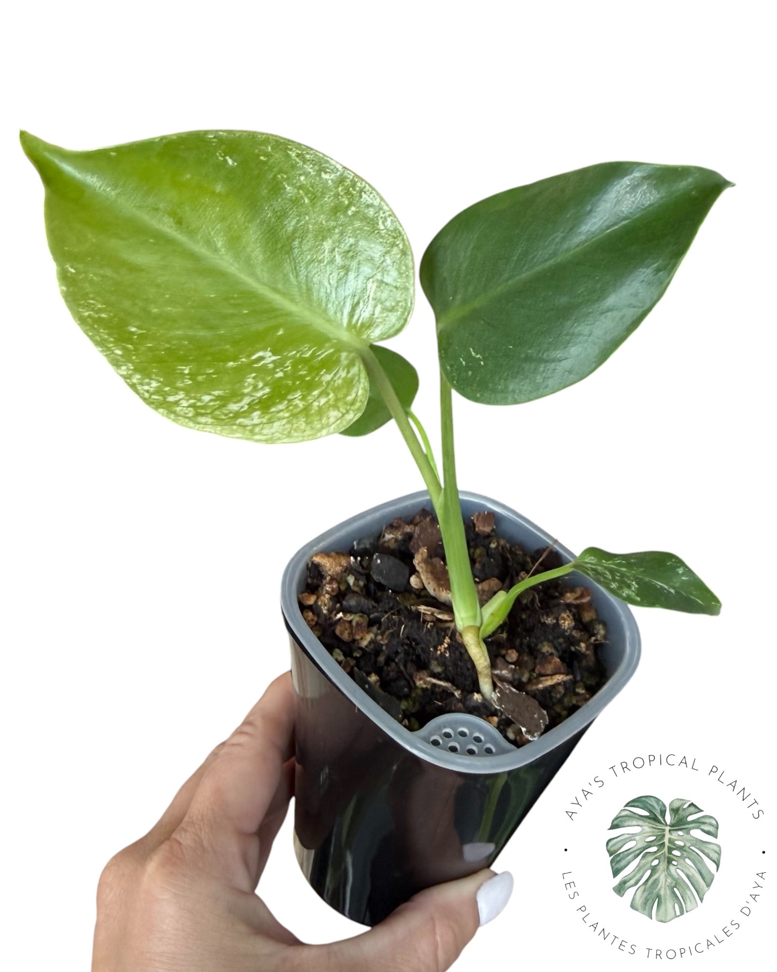 Monstera Deliciosa devil Monster'