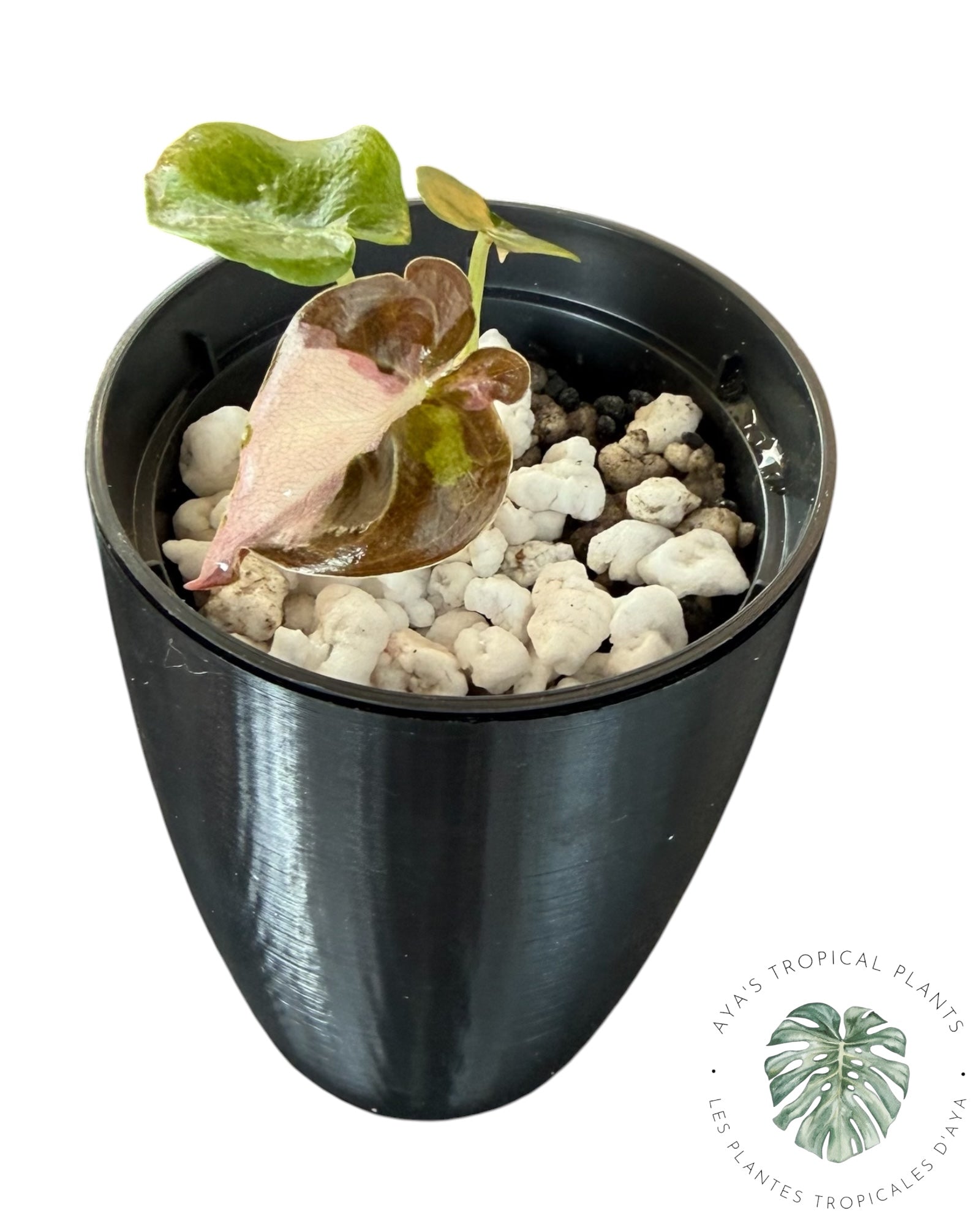 Alocasia Cuprea Pink Albo Variegated