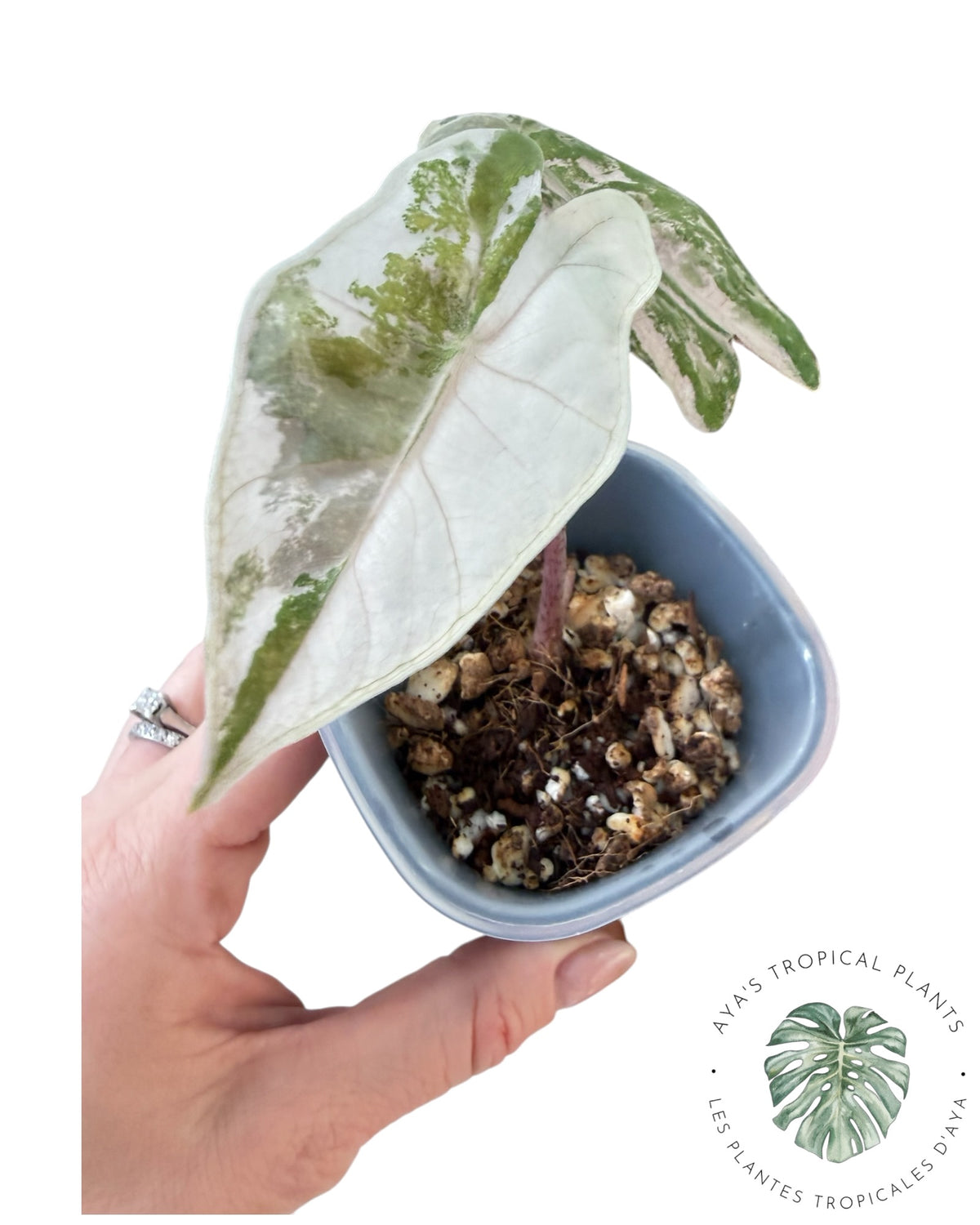 Alocasia Pseudo Sanderiana Rose