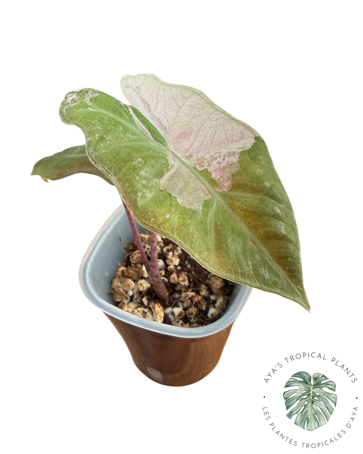 Alocasia Pseudo Sanderiana Rose