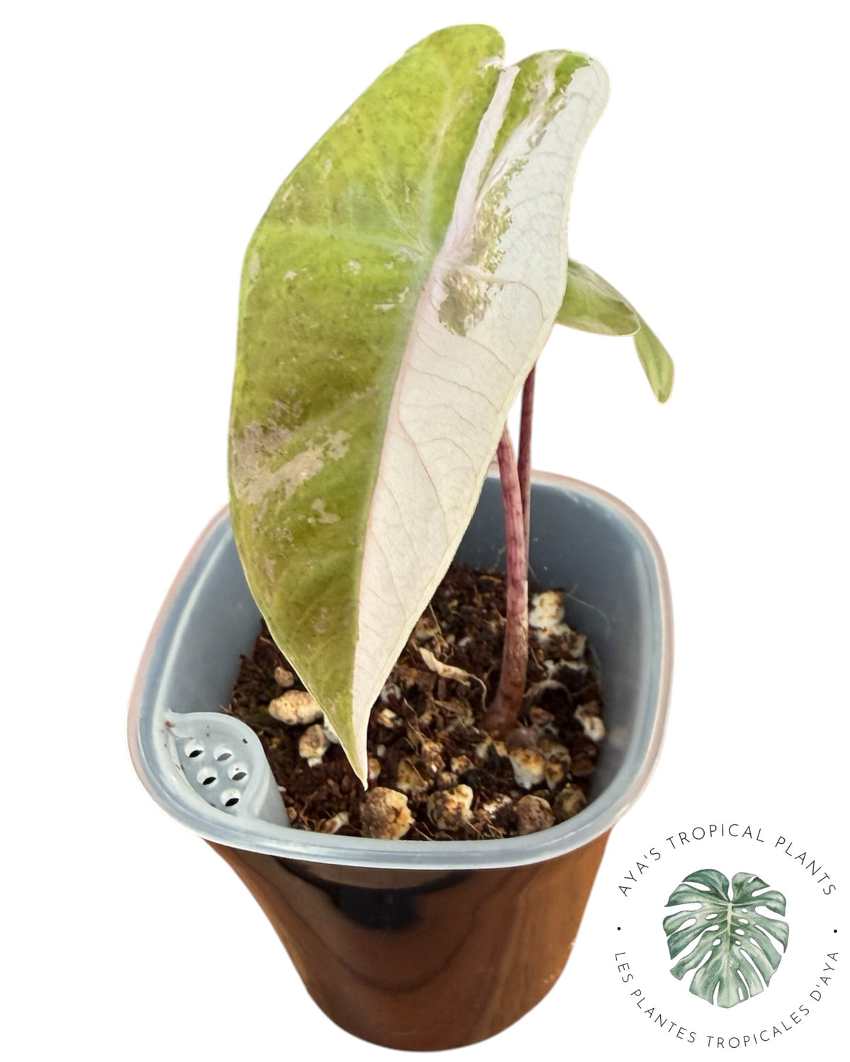 Alocasia Pseudo Sanderiana Rose