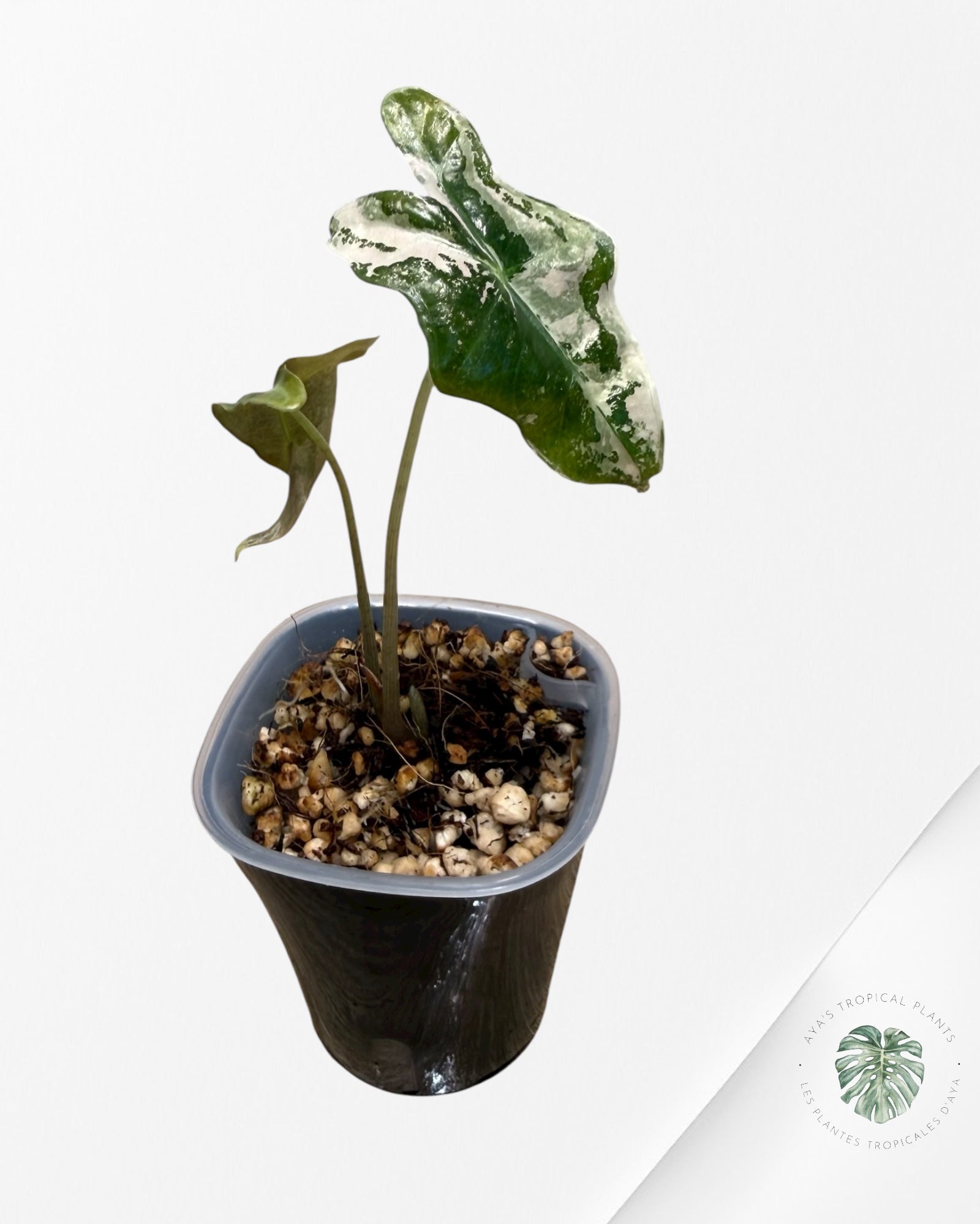 Alocasia Nobilis Pink Variegated