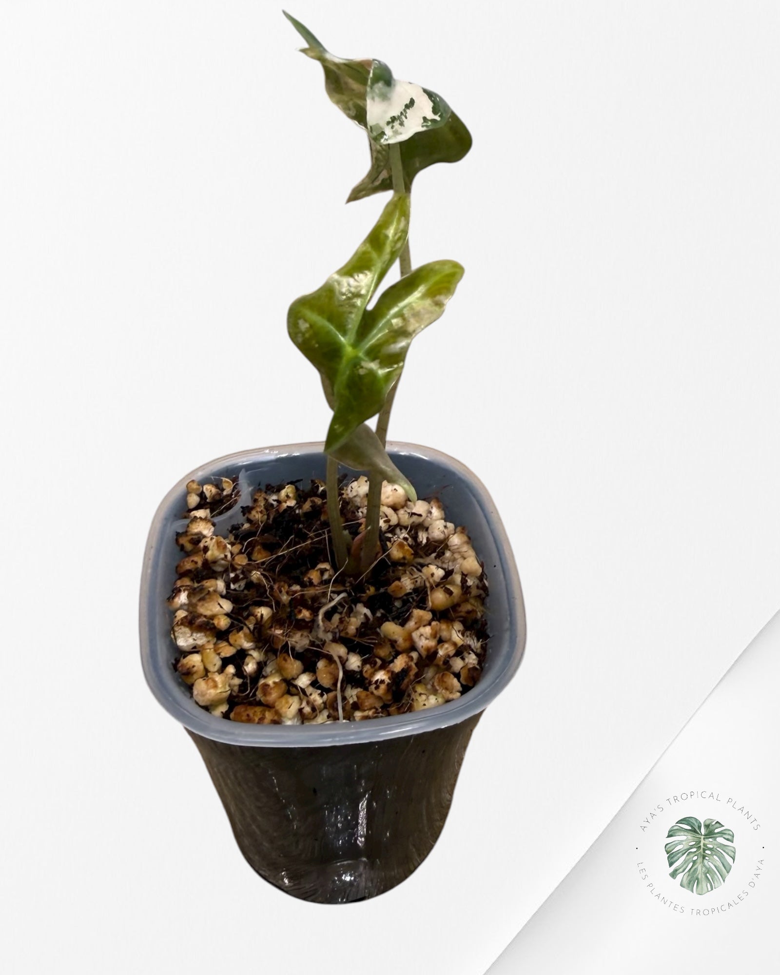 Alocasia Nobilis Pink Variegated