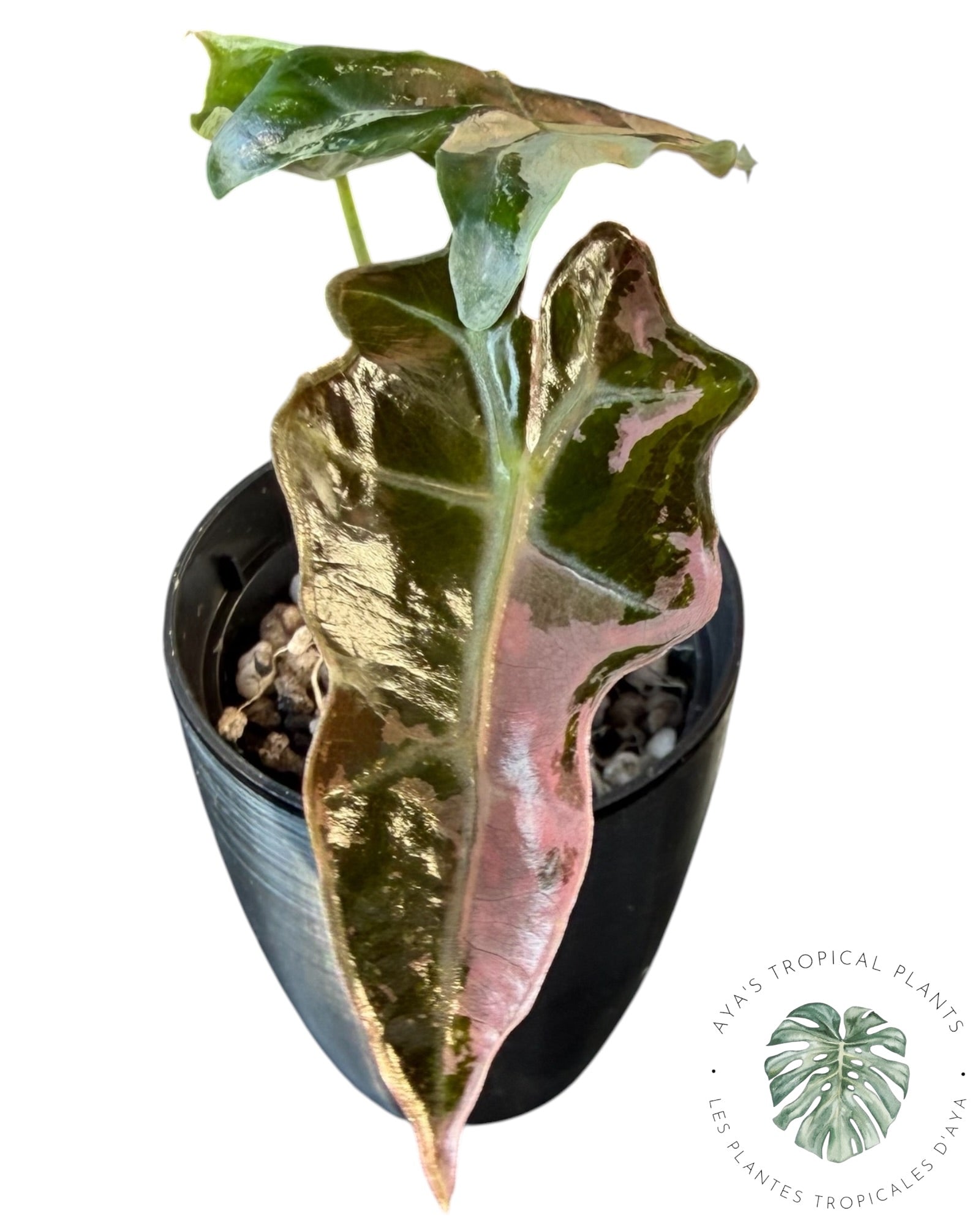 Alocasia Nobilis Pink Variegated