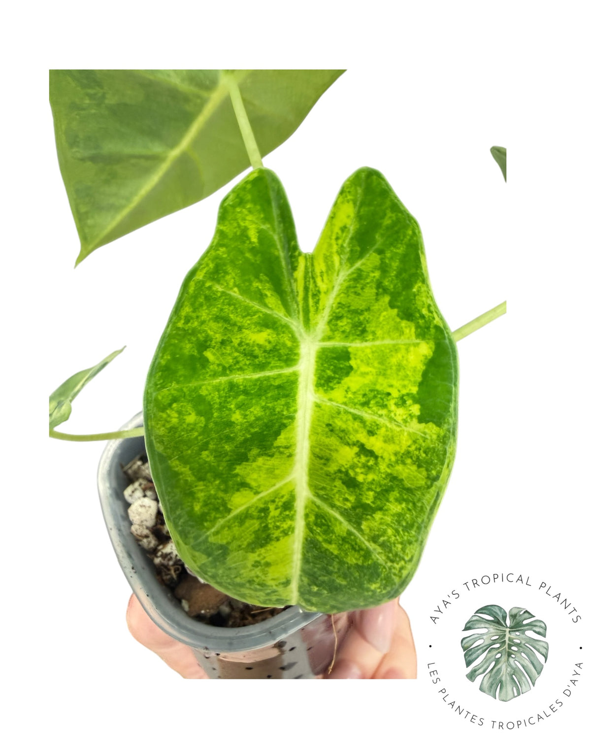 Alocasia Frydek Aurea Variegated