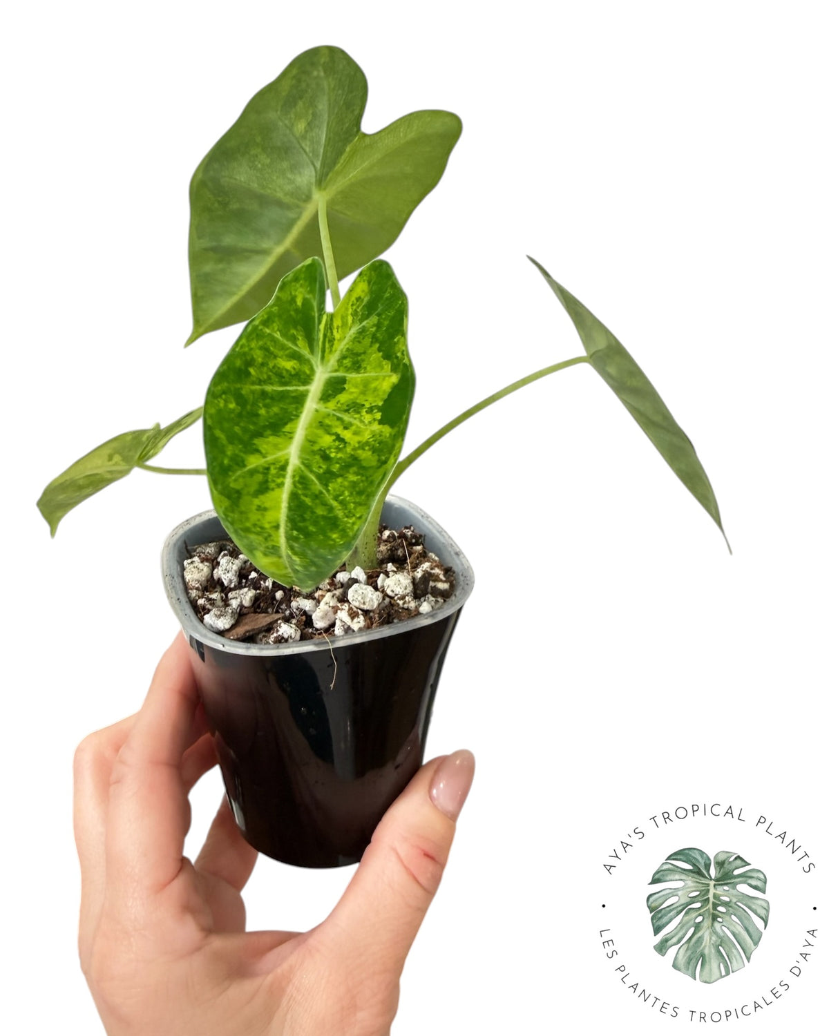 Alocasia Frydek Aurea Variegated