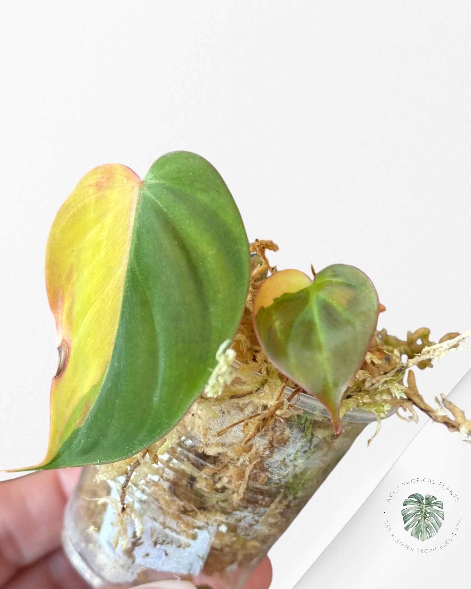 Philodendron Micans Variegated-PM120