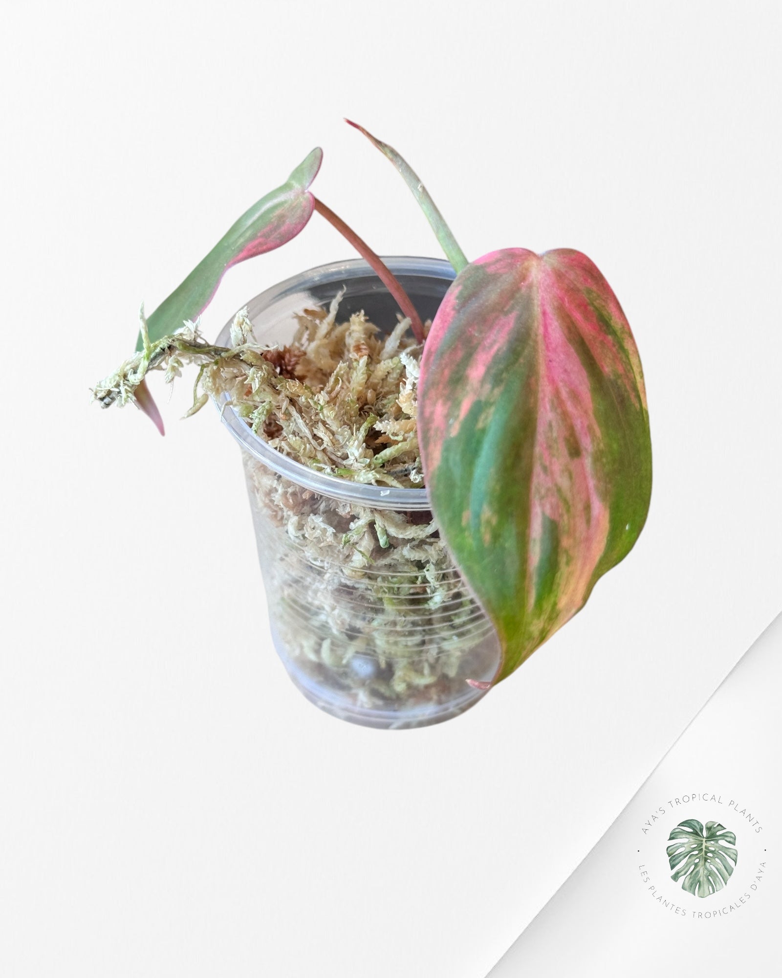 Philodendron Micans Variegated-PM70