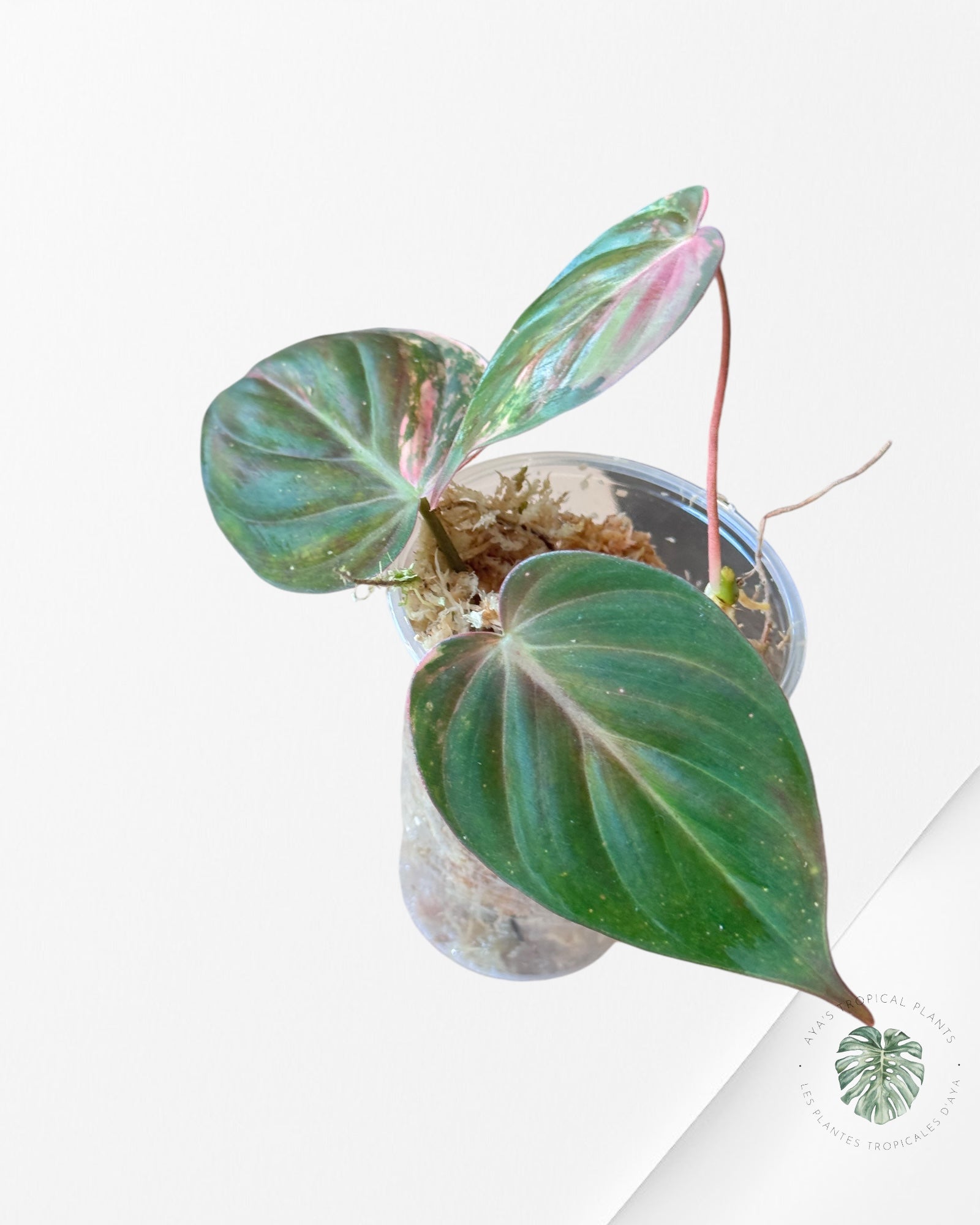 Philodendron Micans Variegated-PM40