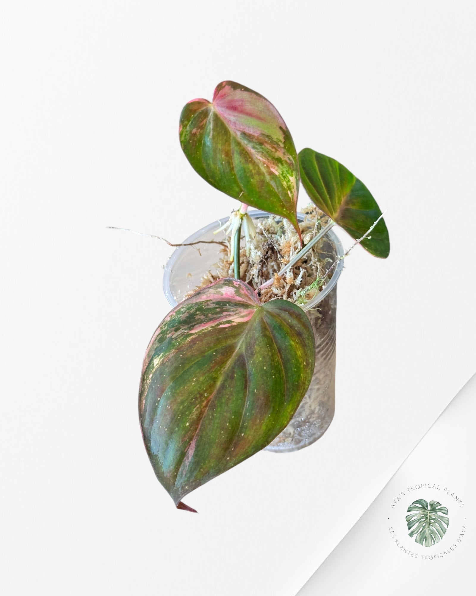 Philodendron Micans Variegated-PM40