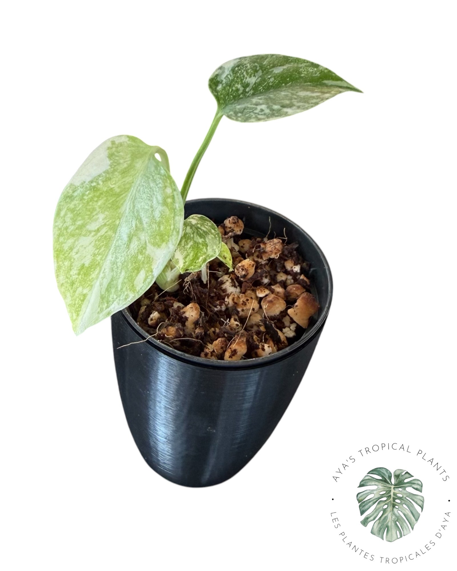Monstera Thai Platinum
