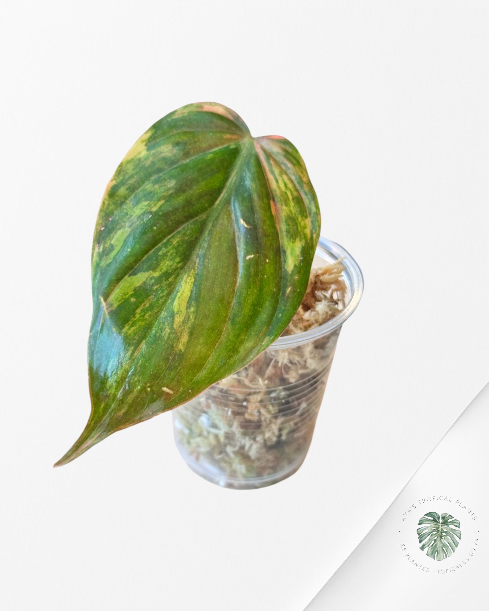 Philodendron Micans Variegated-PM30