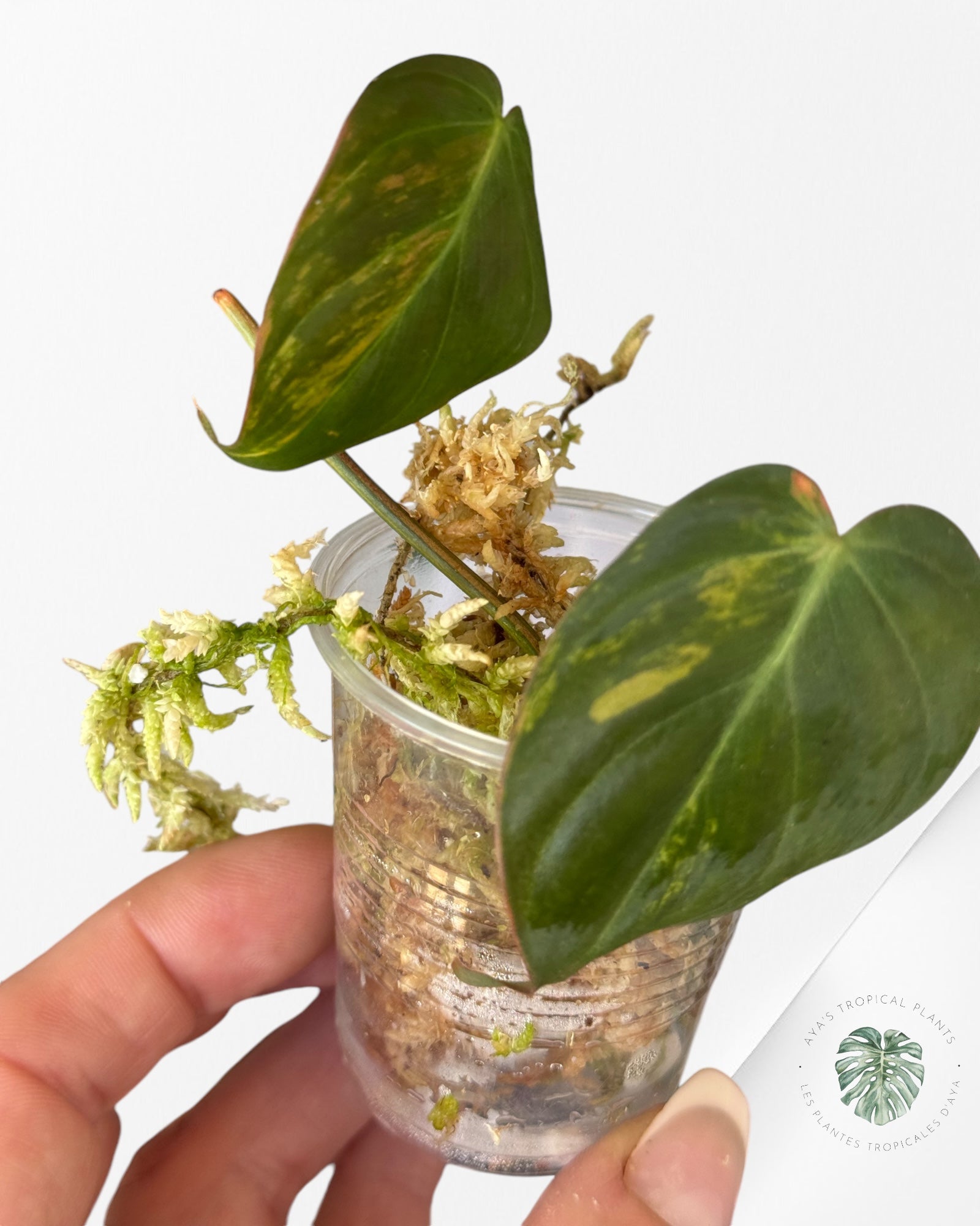 Philodendron Micans Variegated-PM20