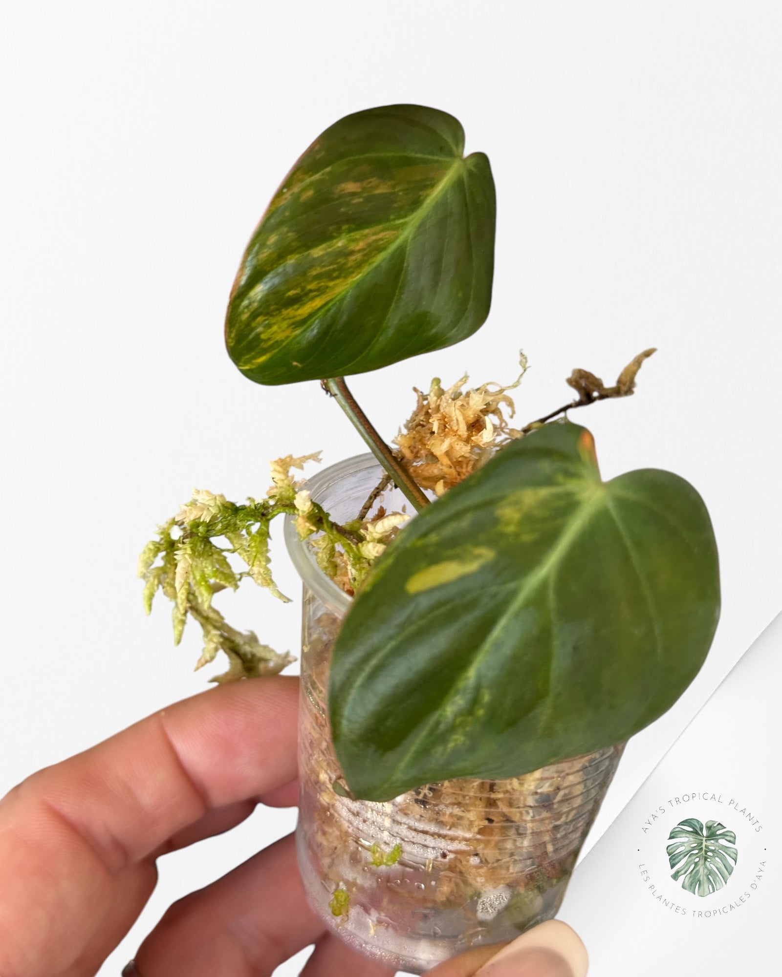 Philodendron Micans Variegated-PM20