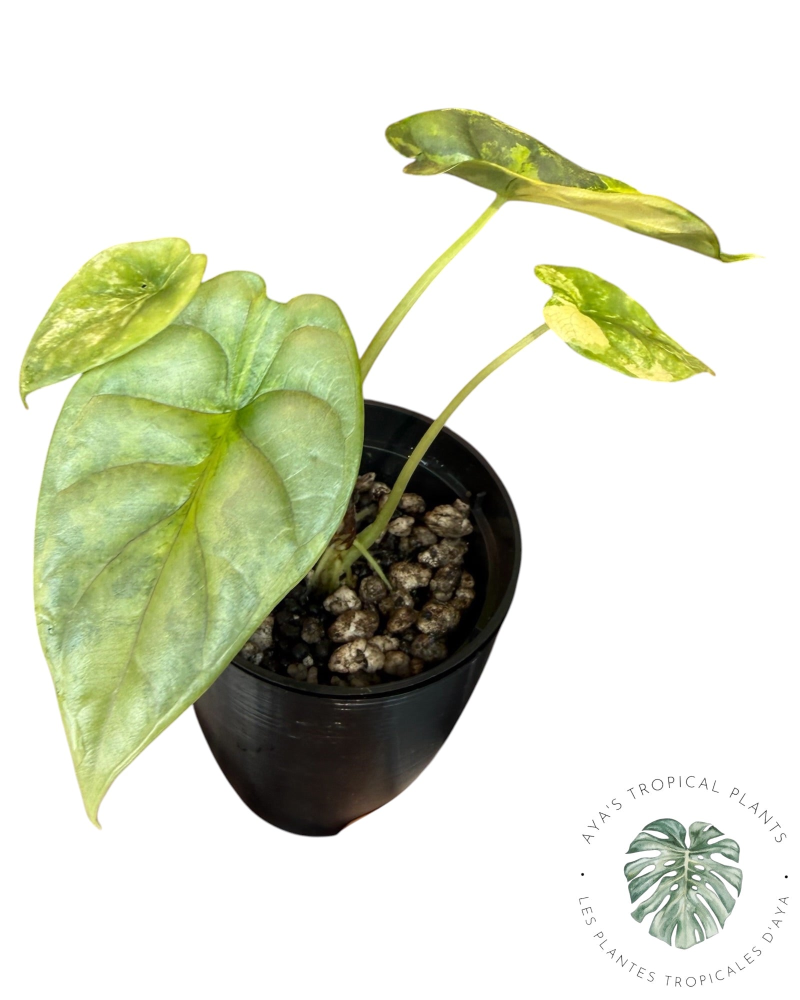 Alocasia Silver Dragon Aurea Variegated