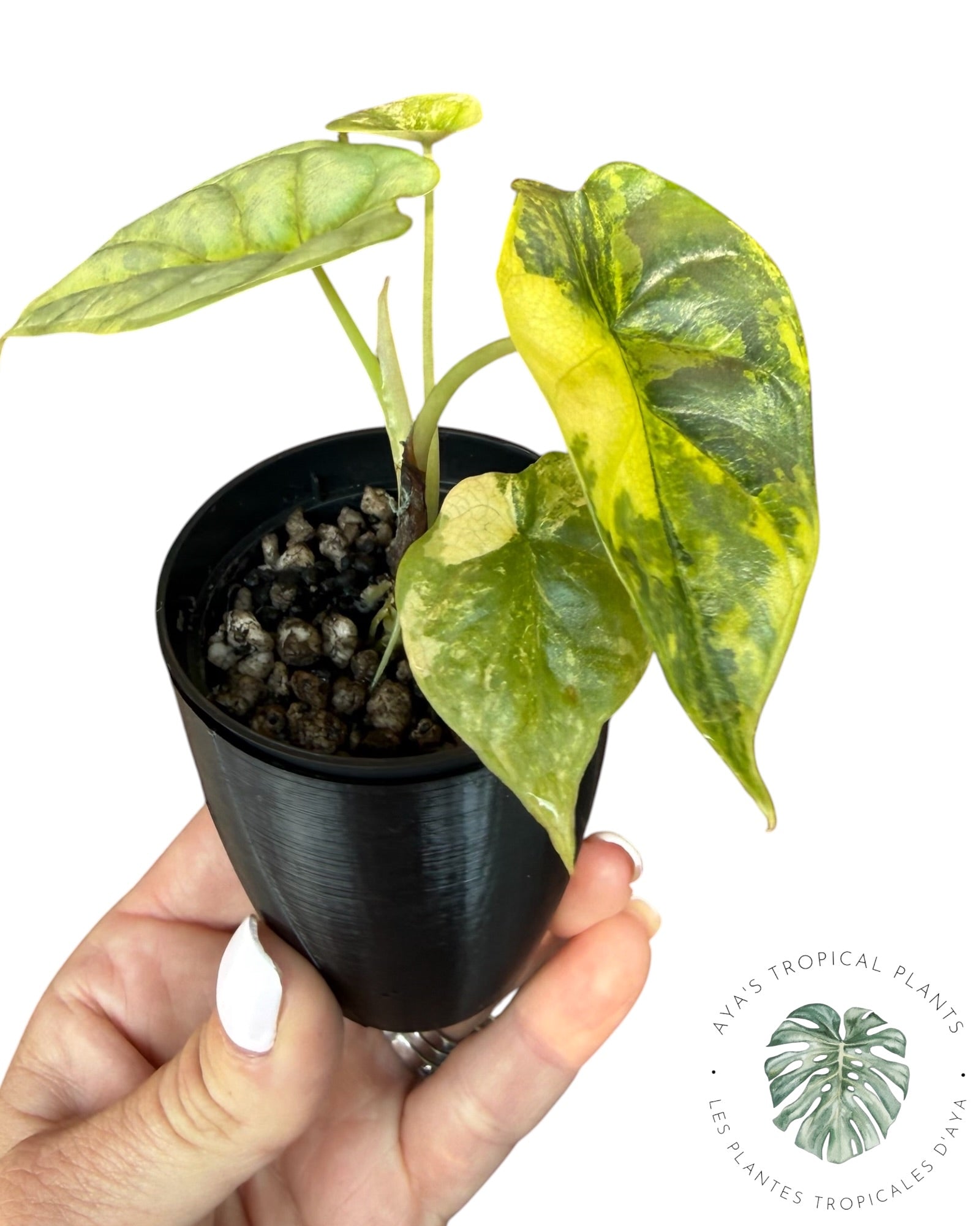 Alocasia Silver Dragon Aurea Variegated