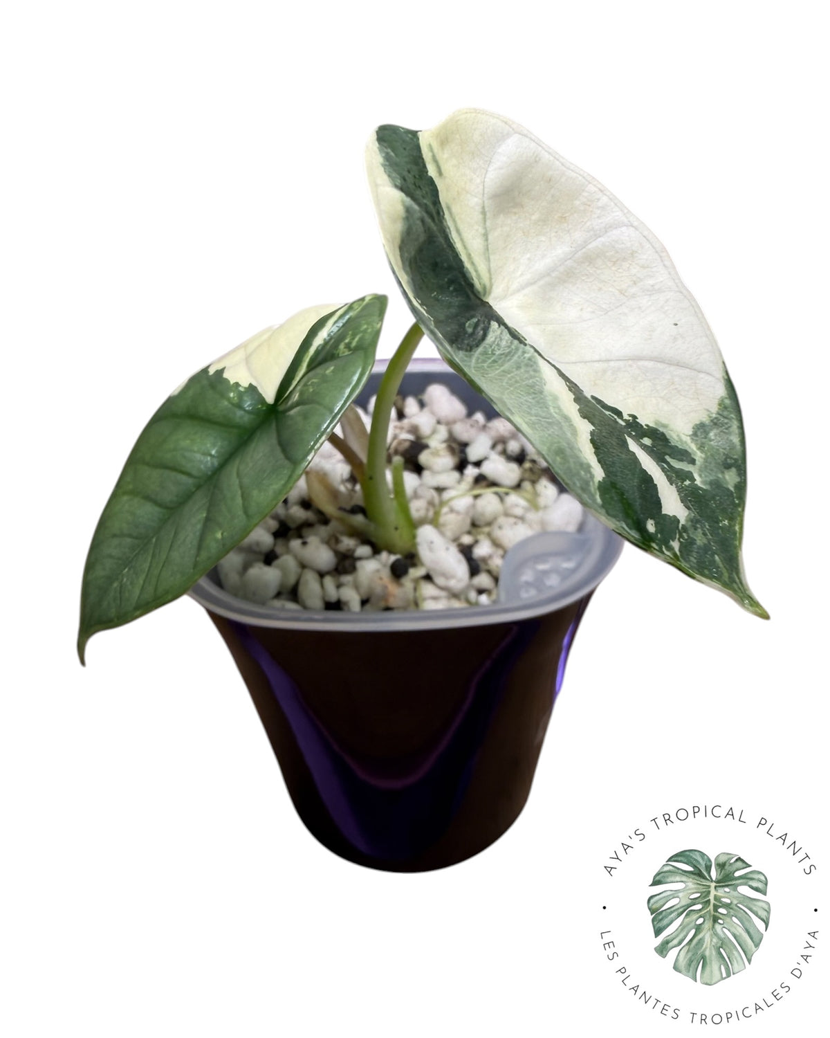 Alocasia Bisma Platinum Albo Variegated