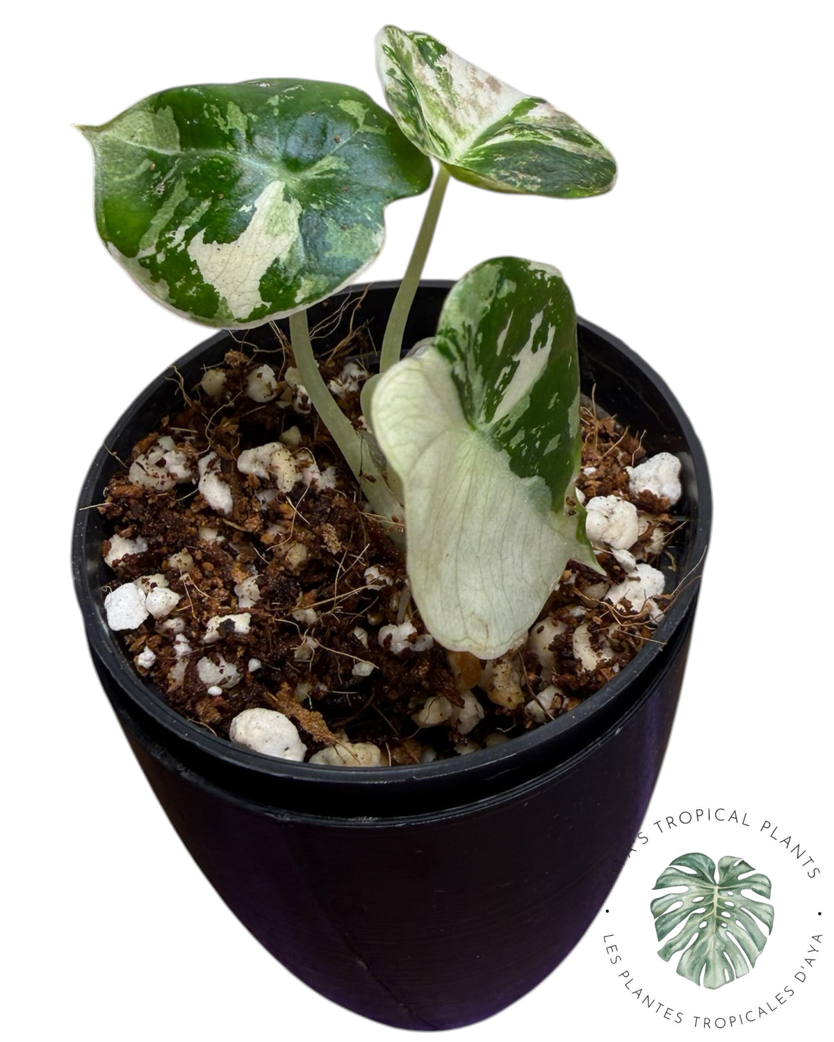Alocasia Black Velvet Albo Pink Variegated