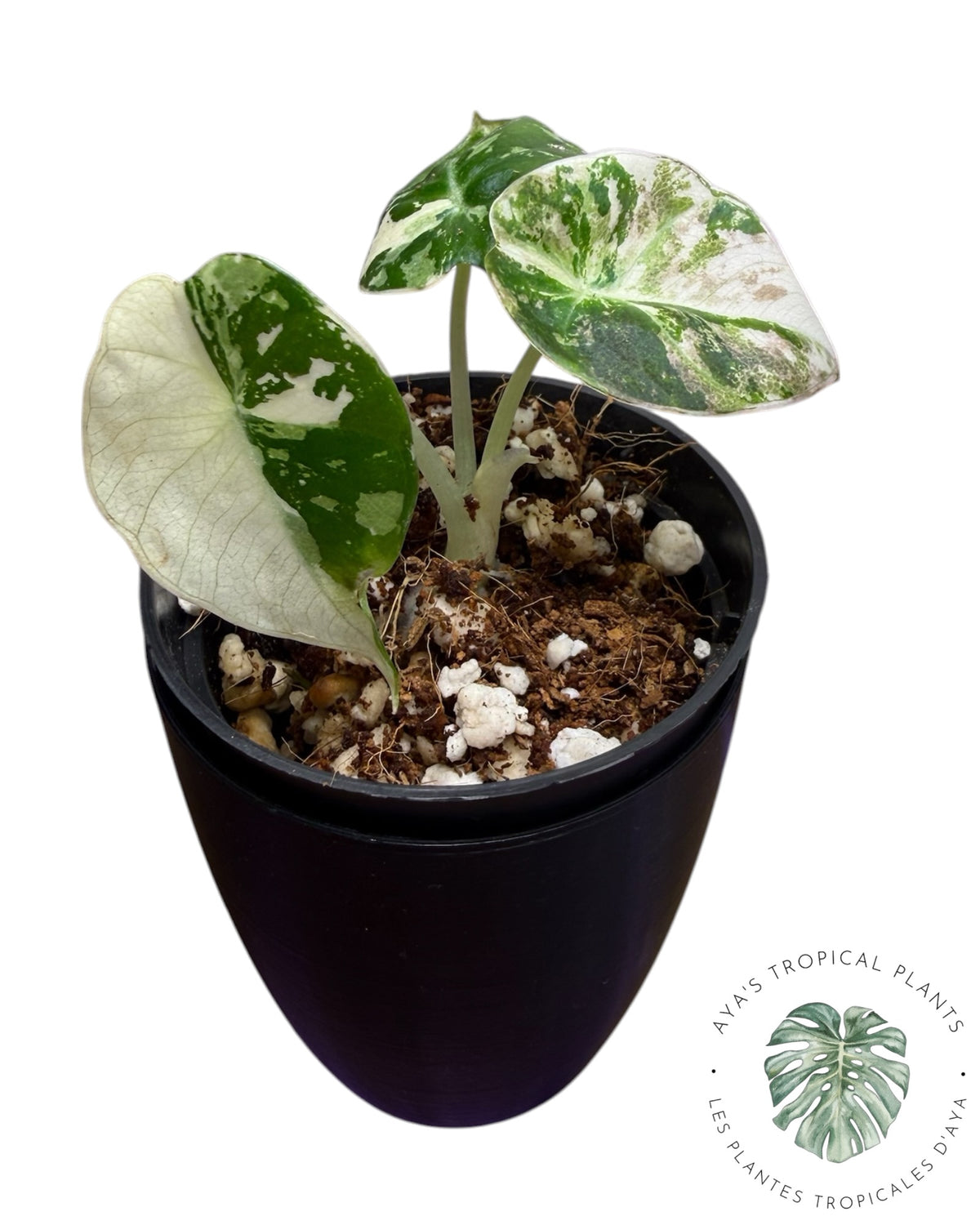 Alocasia Black Velvet Albo Pink Variegated