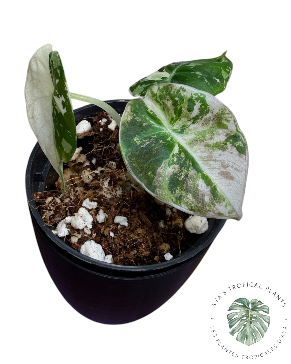 Alocasia Black Velvet Albo Pink Variegated