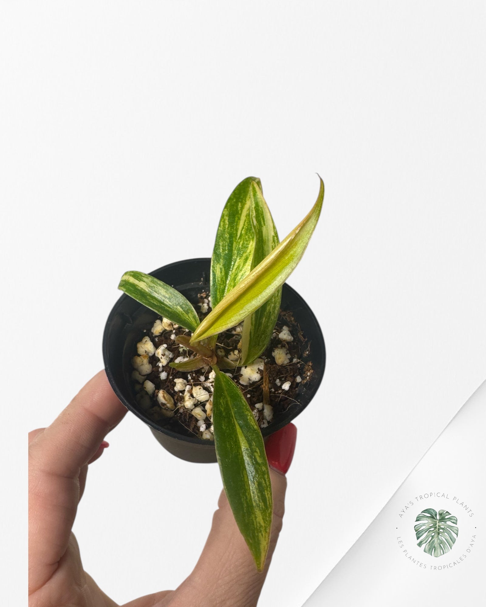 Philodendron Caramel Marble - W