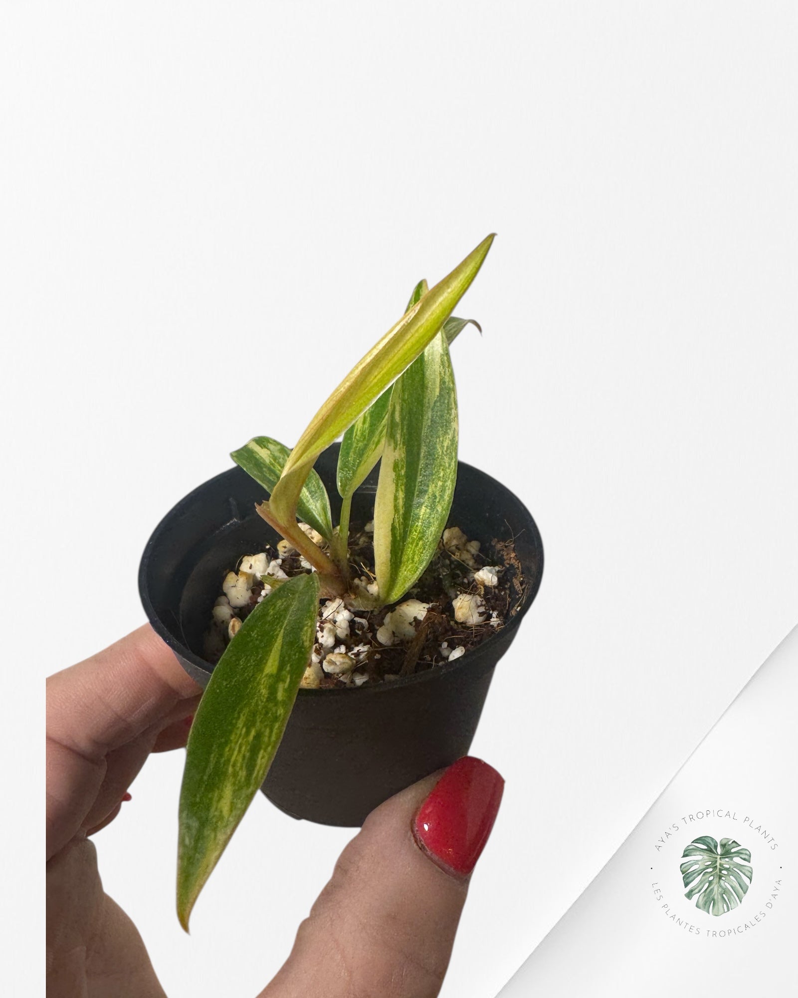 Philodendron Caramel Marble - W