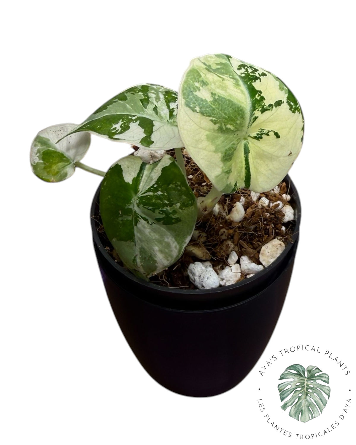Alocasia Black Velvet Albo Pink Variegated