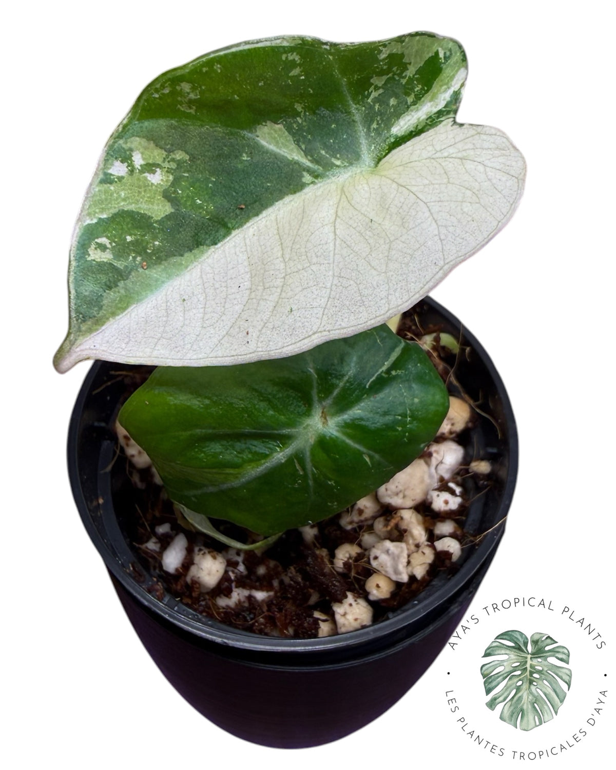 Alocasia Black Velvet Albo Pink Variegated