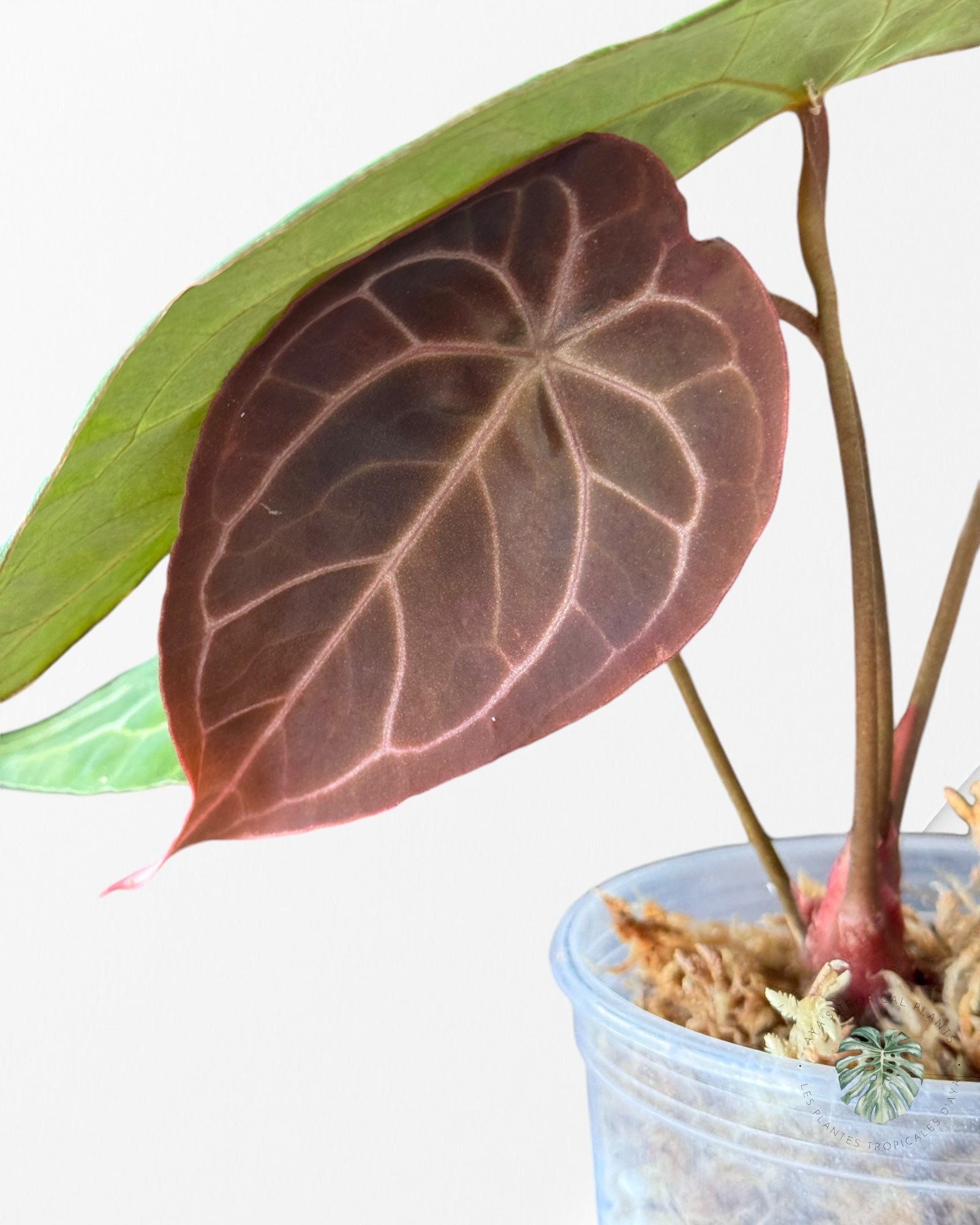 Anthurium Redman (Crystallinum x Forgetii Red DOT)-01