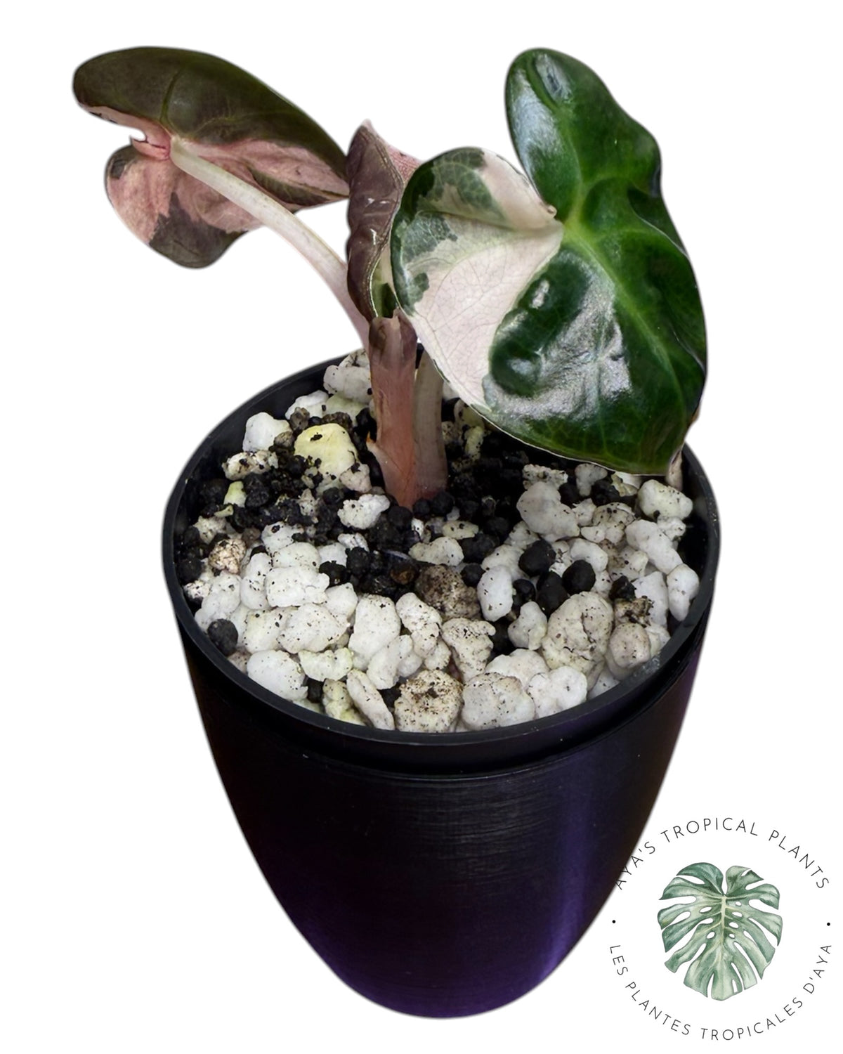 Alocasia Heart Balloon Pink variegated