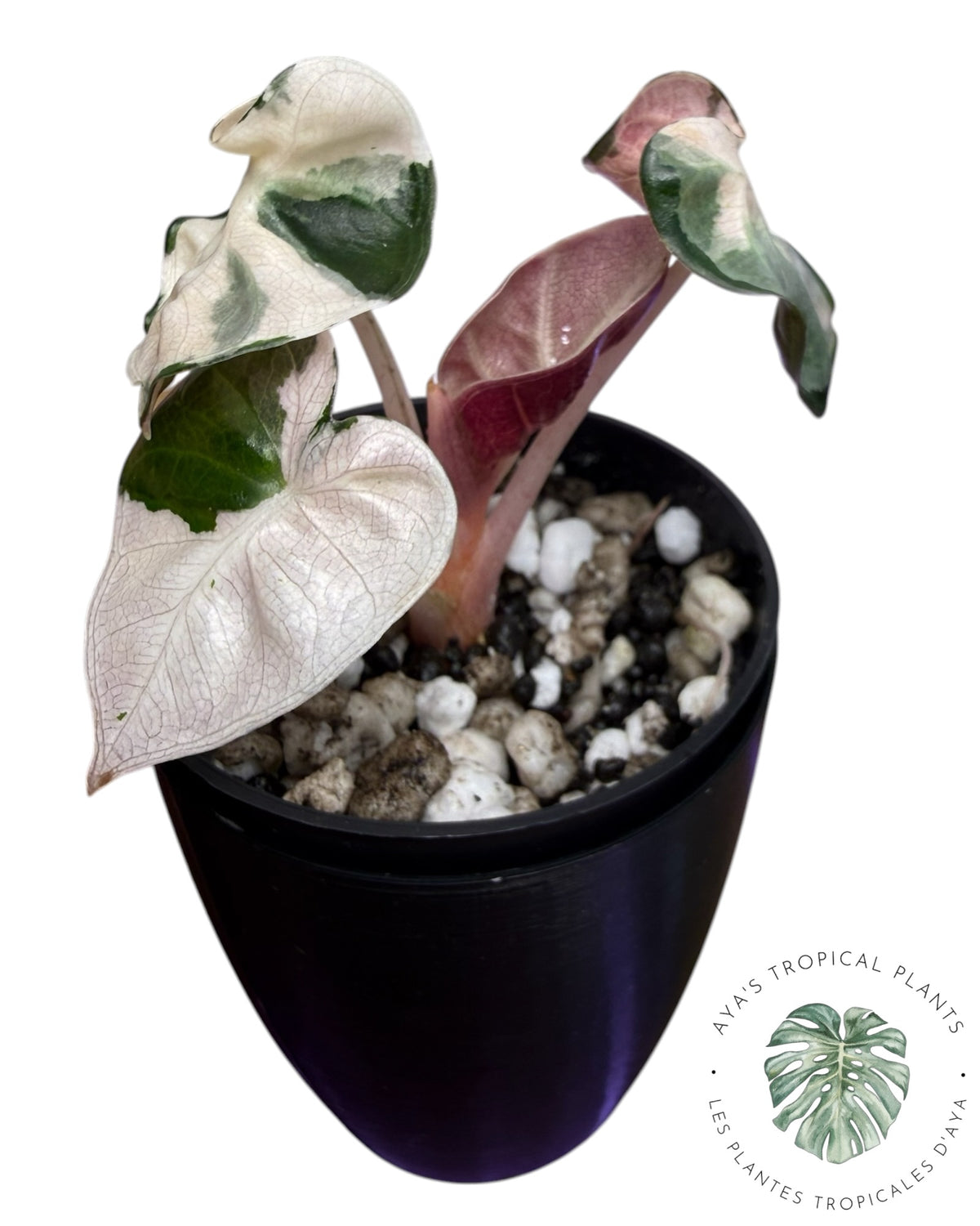 Alocasia Cœur Ballonet Rose panaché