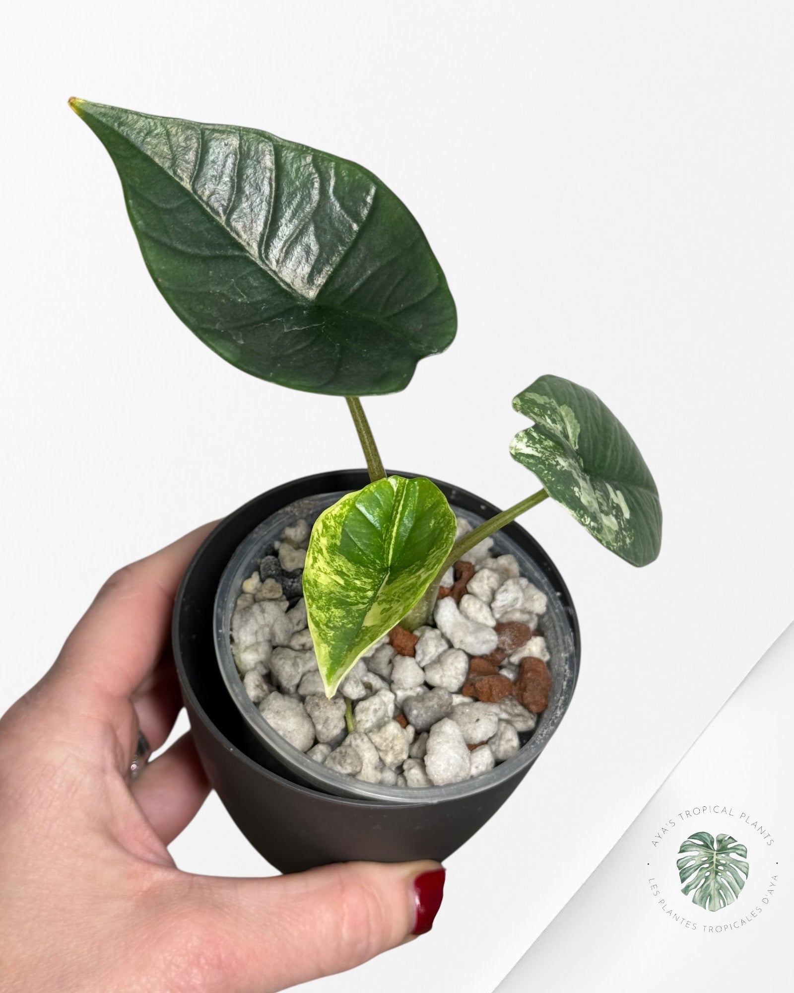 Alocasia Bisma Platinum Albo Variegated