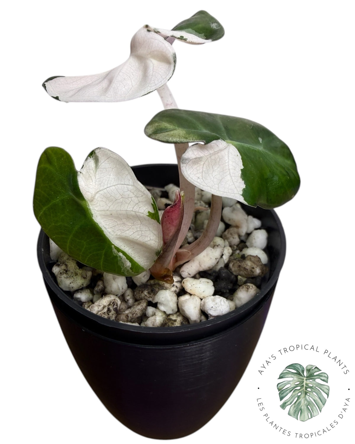 Alocasia Heart Balloon Pink variegated