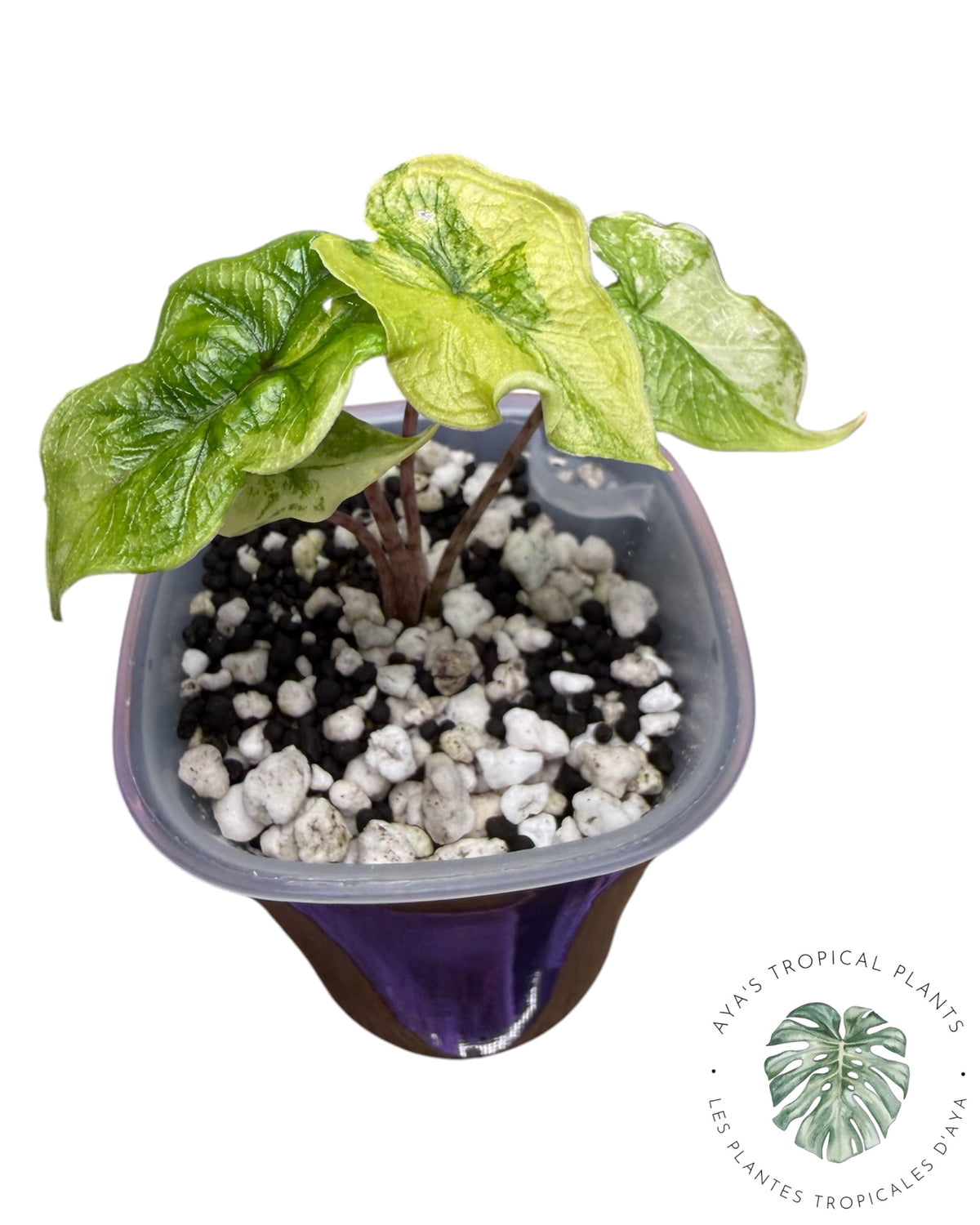 Alocasia Jacklyn Variegated (Grade A)