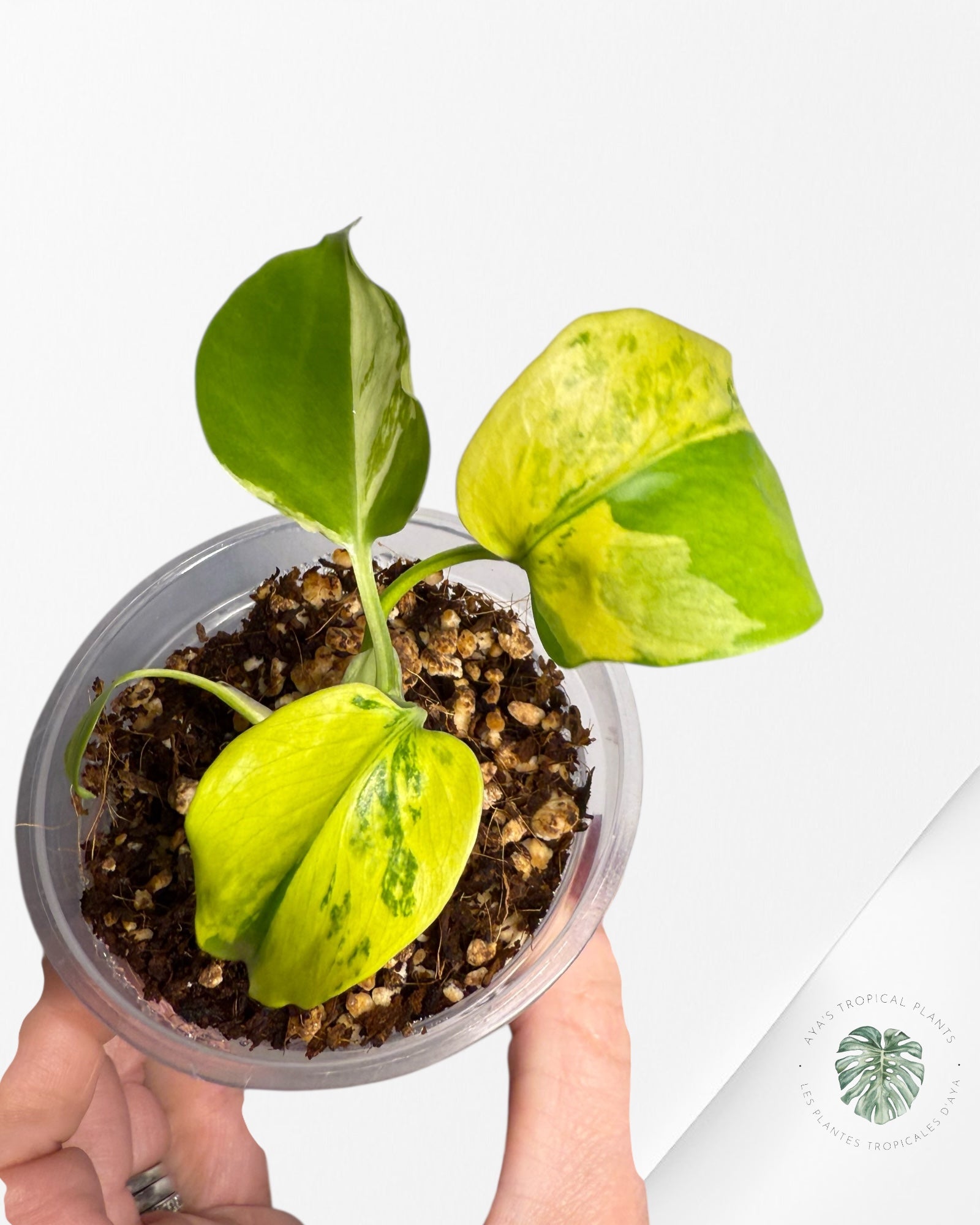 Monstera Deliciosa Electrolyte |Rare TC Plant | Aya's Tropical Plants