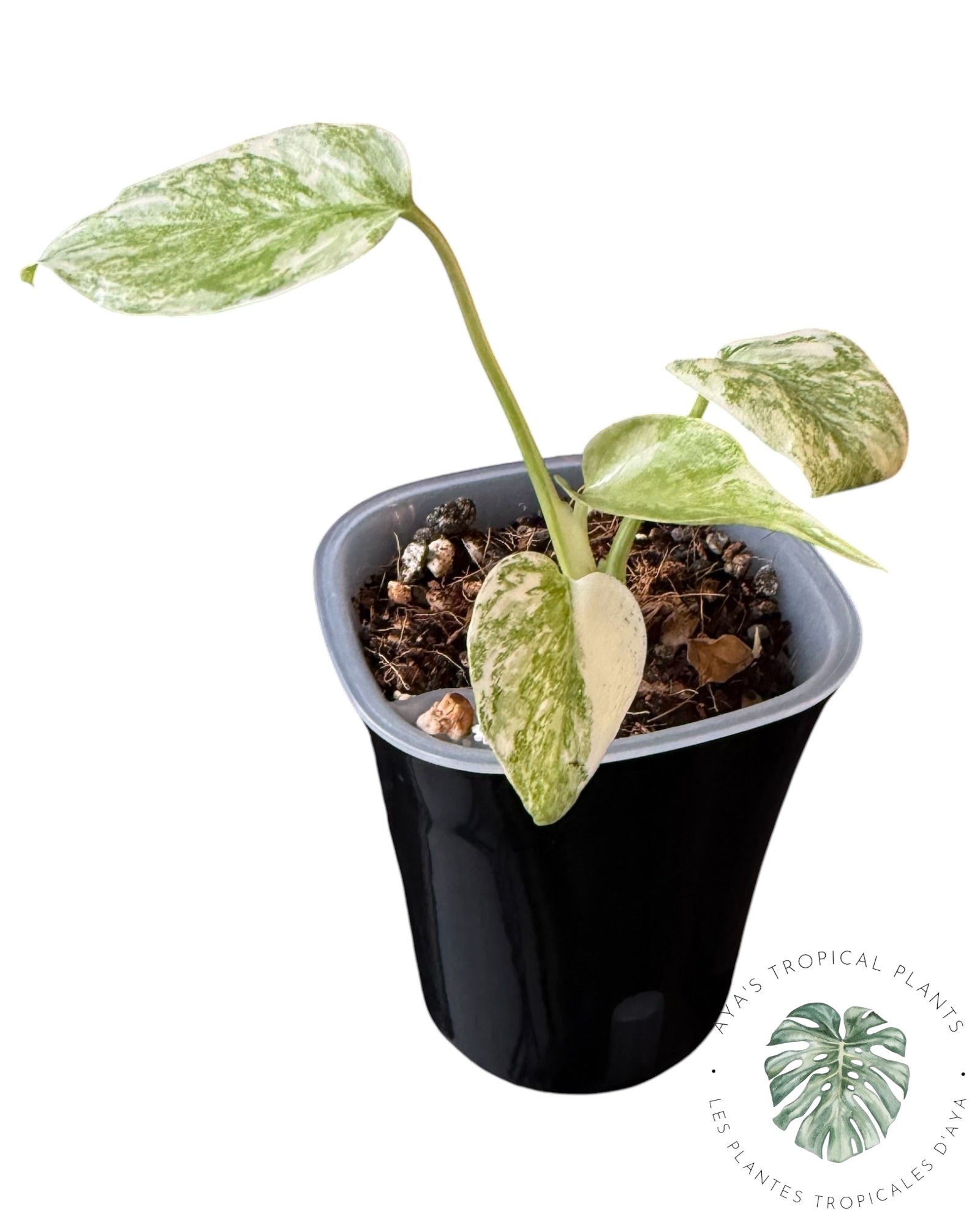Monstera Vert Neige