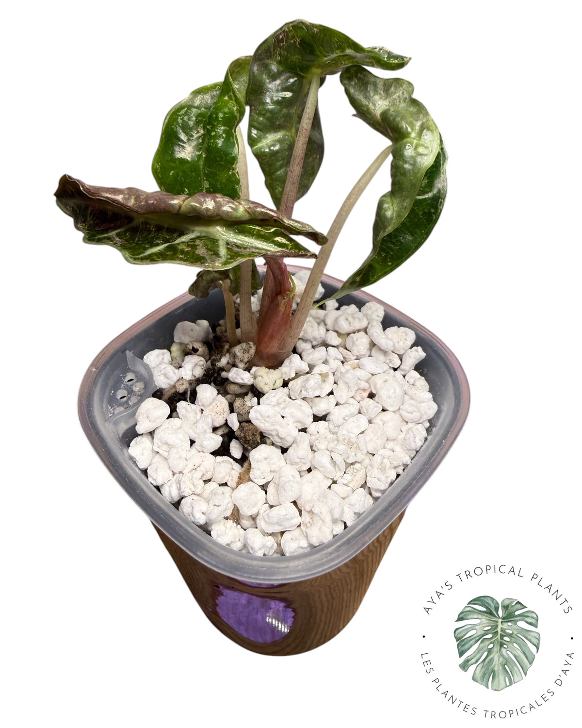 Alocasia Polly Shattered Ruby Variegated