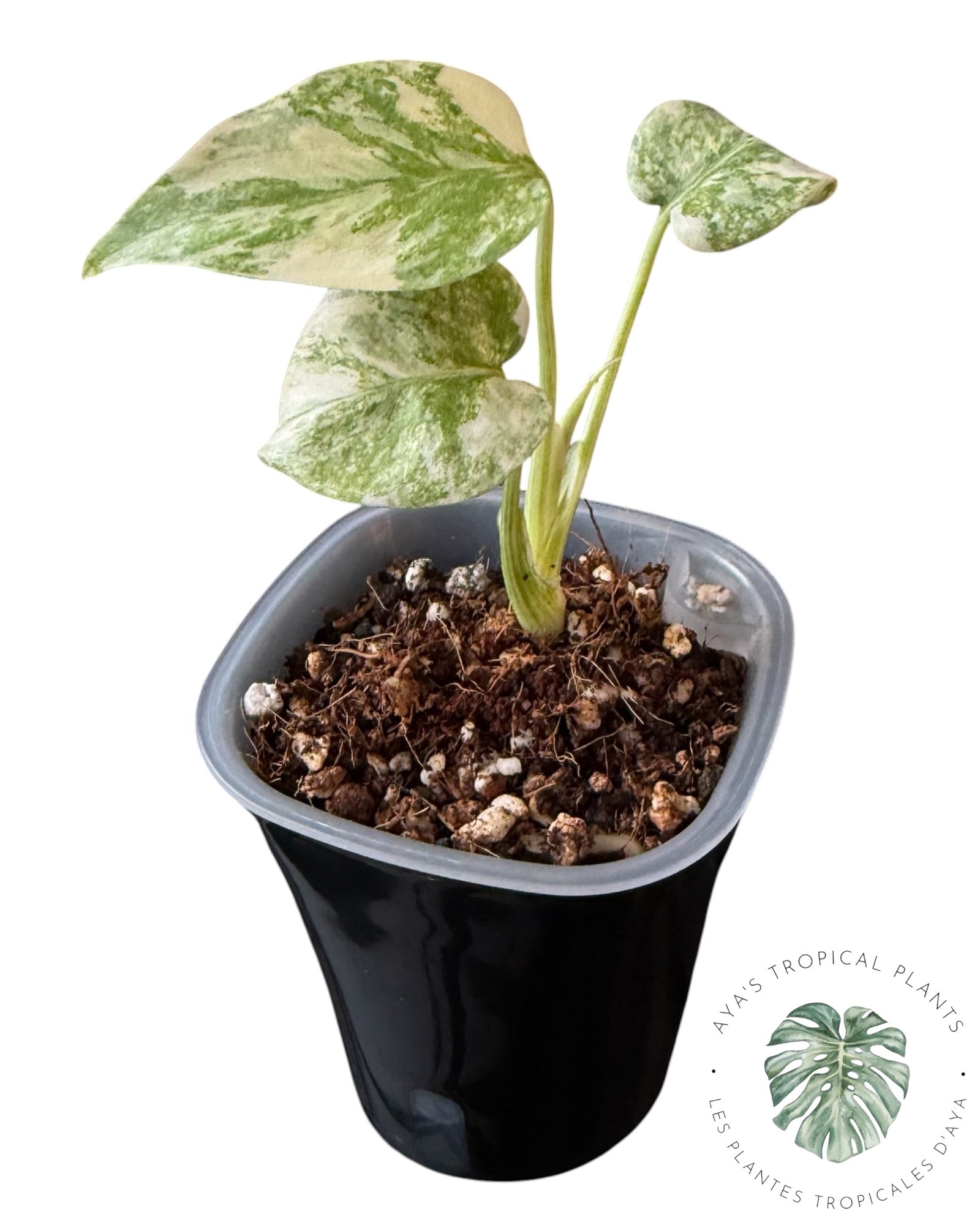 Monstera Green Snow