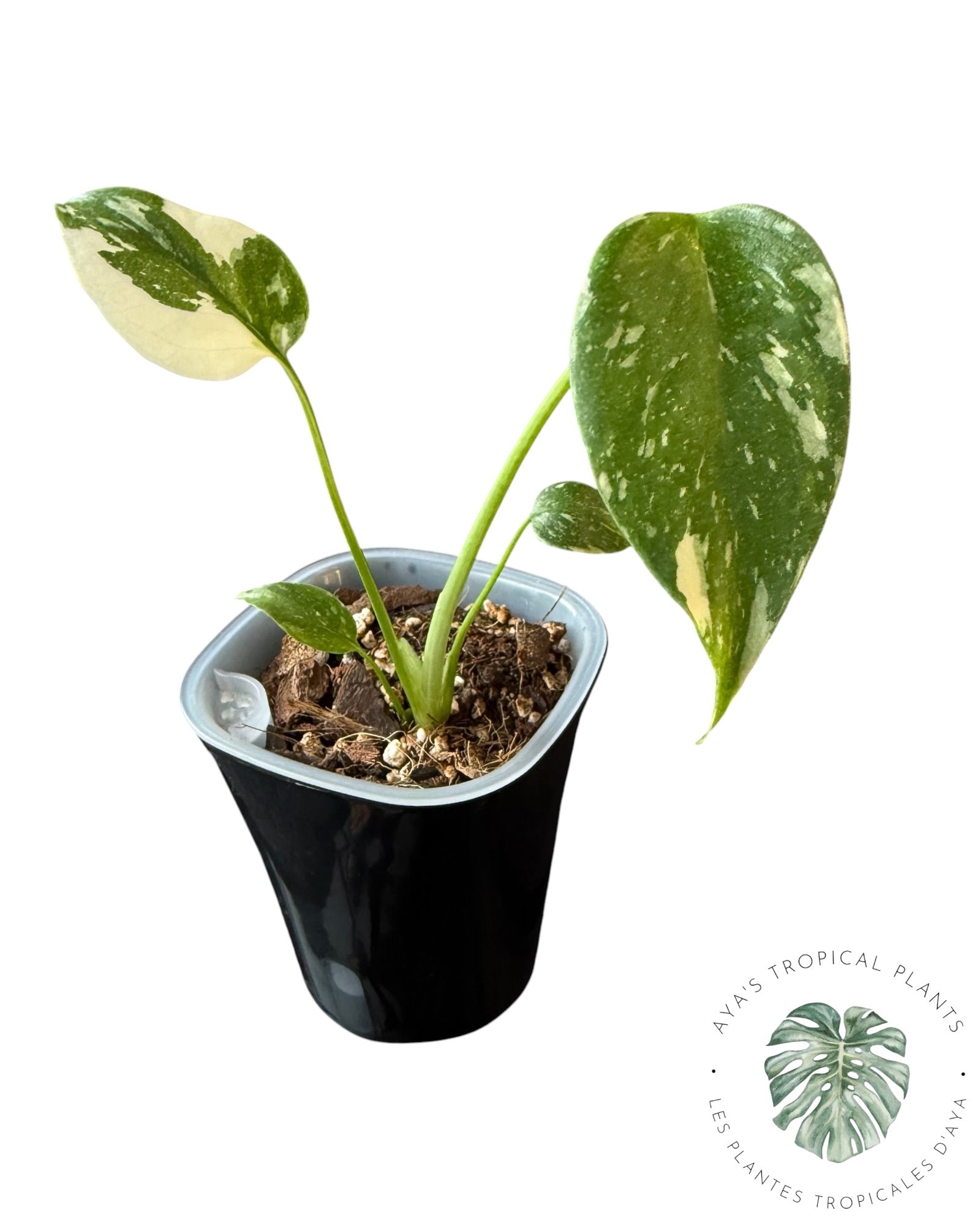 Monstera Thai Constellation Creme Brûlée