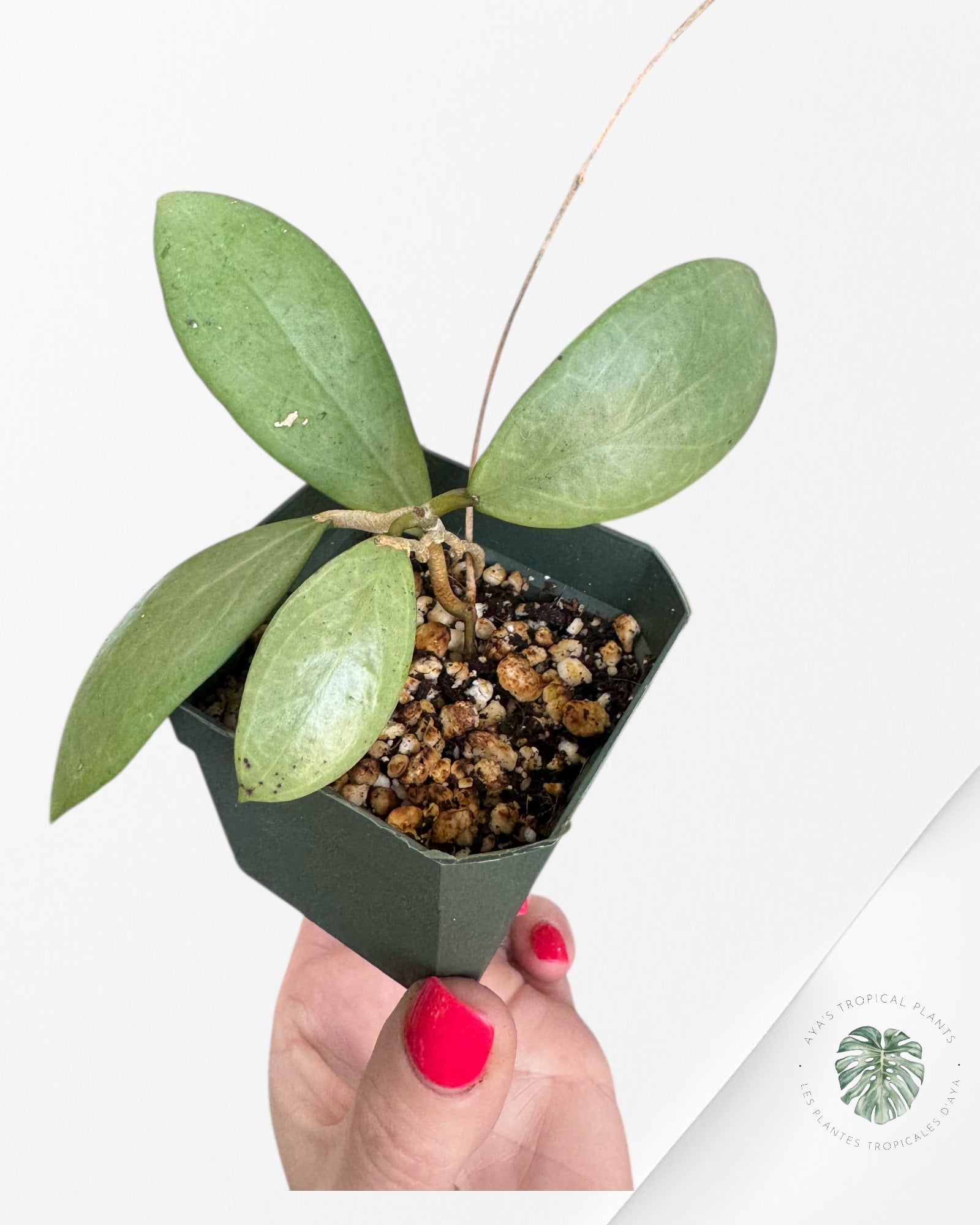 Hoya erythrostemma (Silver) - ST4
