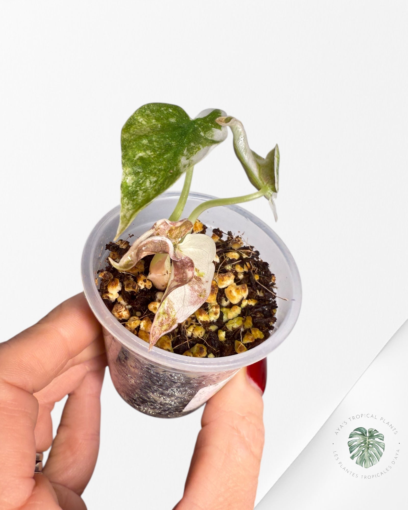 Alocasia Cuprea Pink Variegated | Rare TC Plant| Aya's Tropical Plants