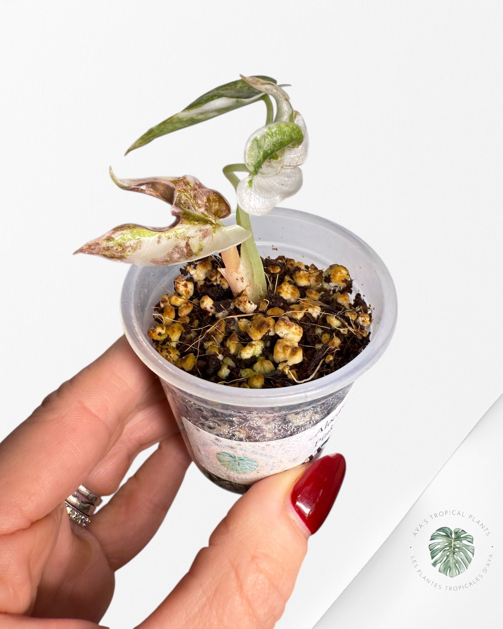 Alocasia Cuprea Pink Variegated | Rare TC Plant| Aya's Tropical Plants