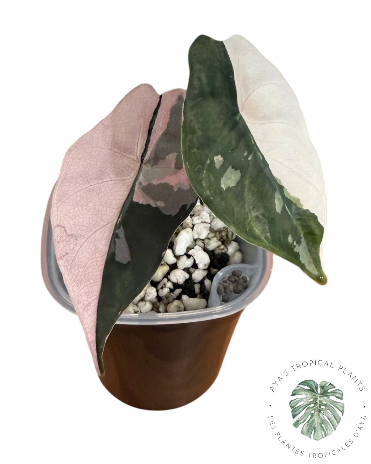 Alocasia Chantrieri Pink Variegated