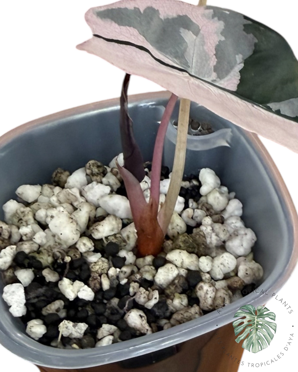 Alocasia Chantrieri Pink Variegated